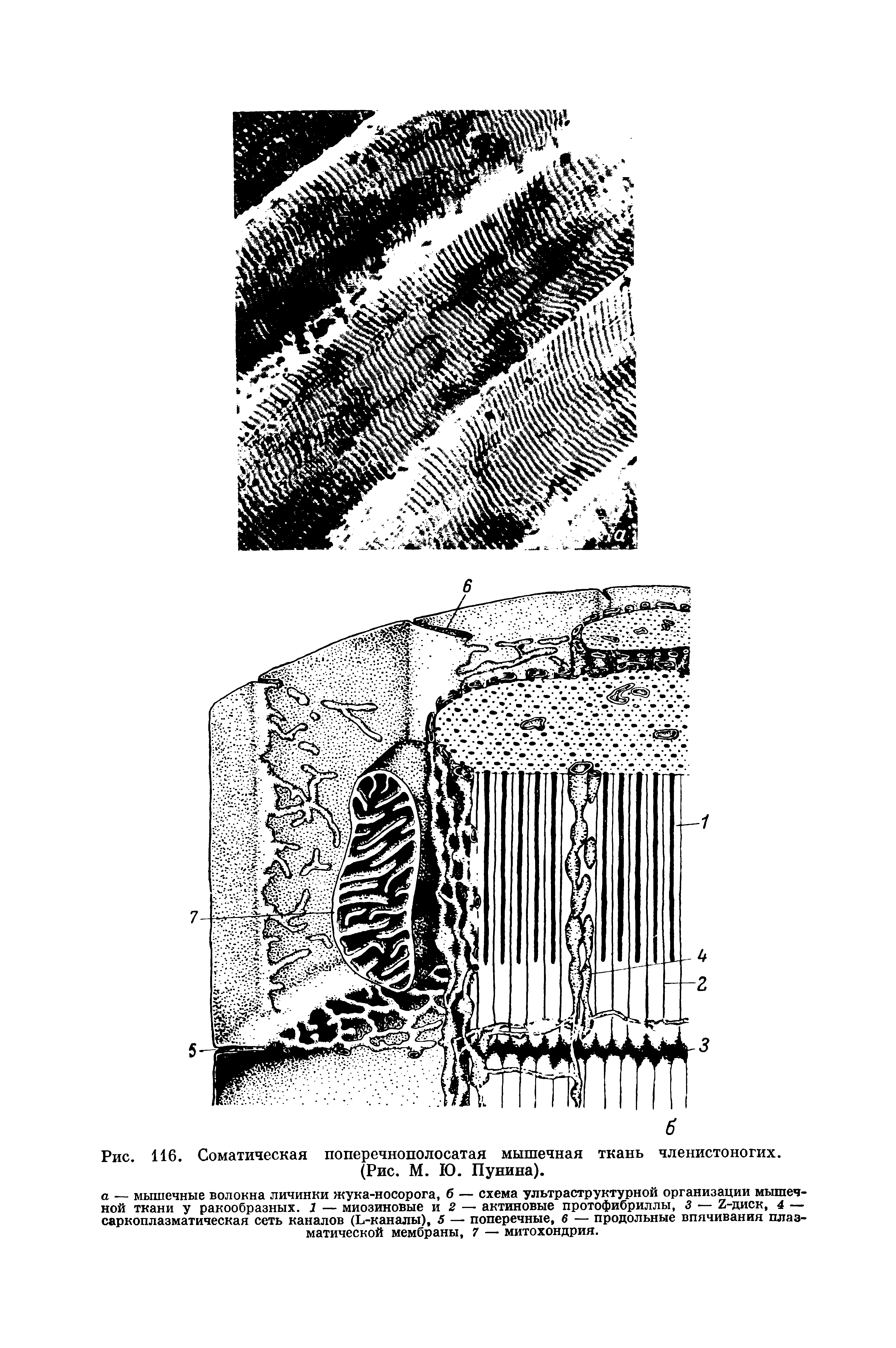 Рис. 116. Соматическая поперечнополосатая мышечная ткань членистоногих. (Рис. М. 10. Пунина).