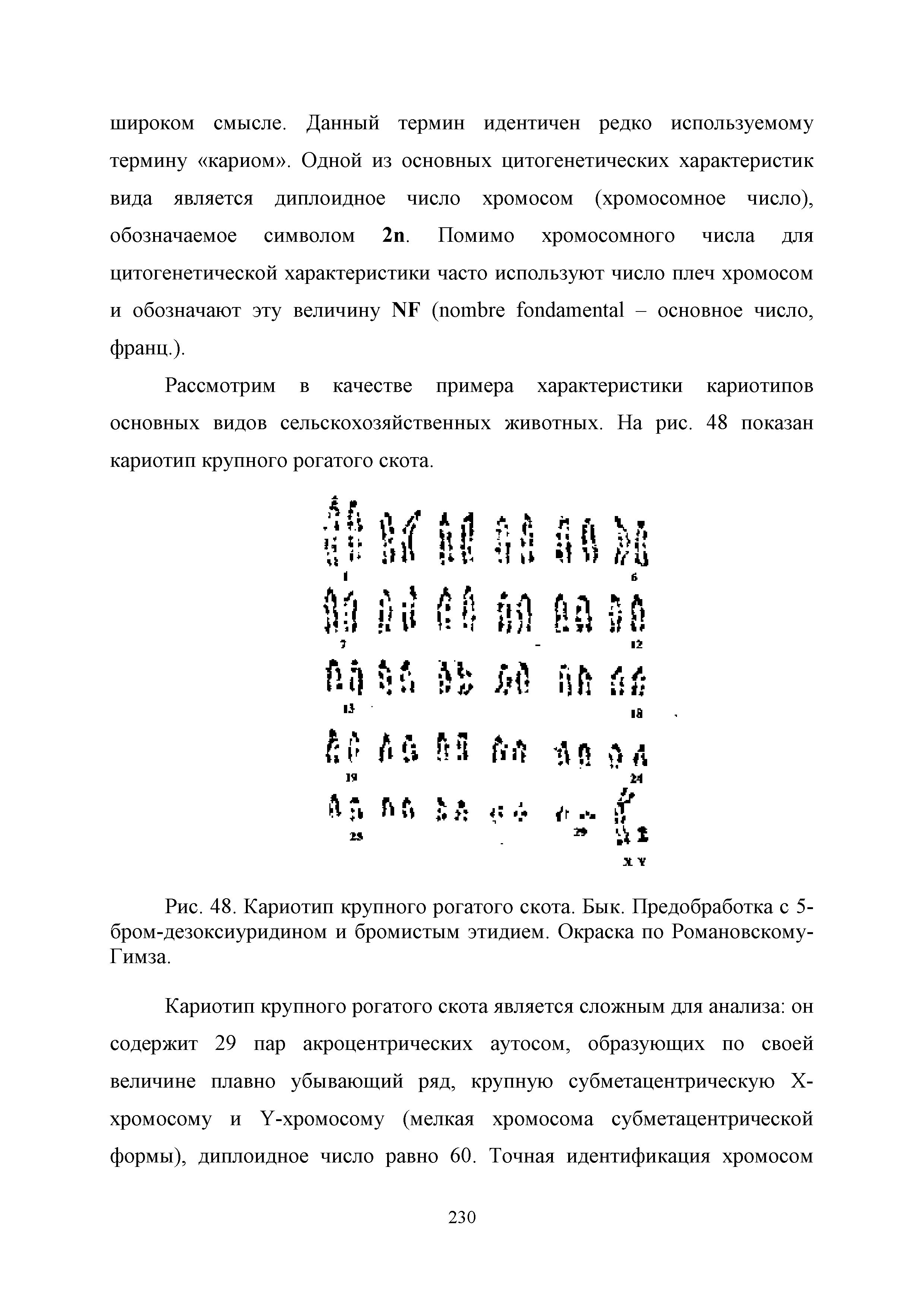 Рис. 48. Кариотип крупного рогатого скота. Бык. Предобработка с 5-бром-дезоксиуридином и бромистым этидием. Окраска по Романовскому-Гимза.