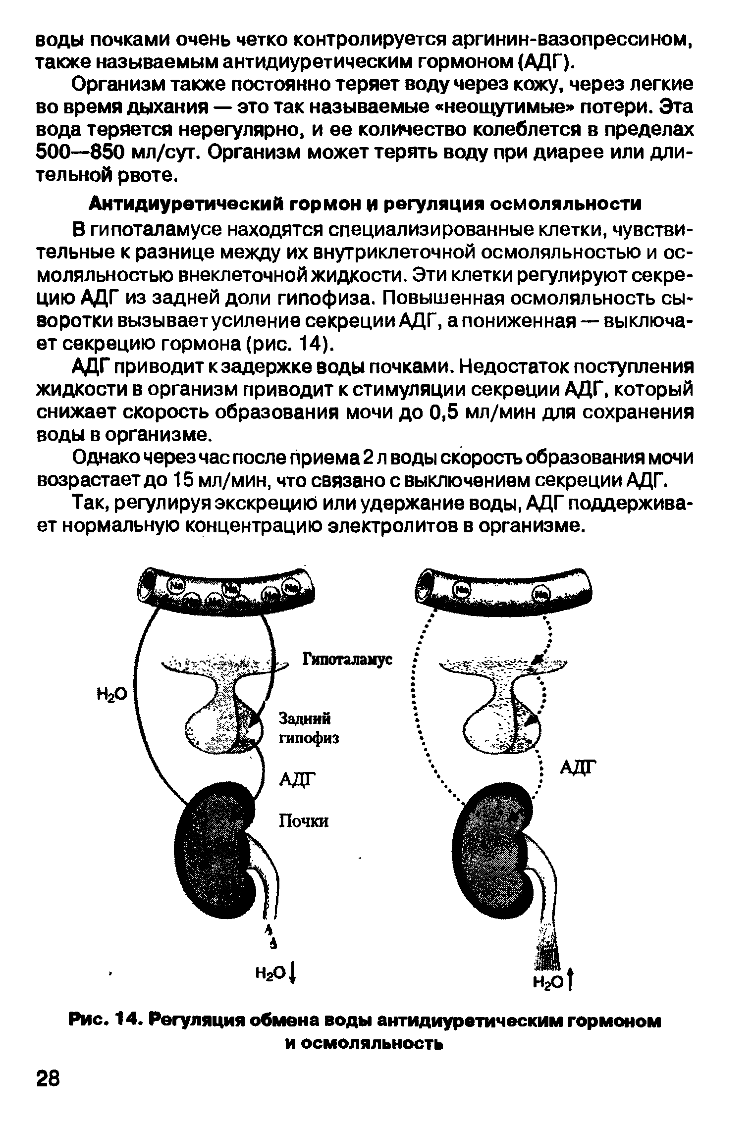 Рис. 14. Регуляция обмена воды антидиуретическим гормоном и осмоляльность...