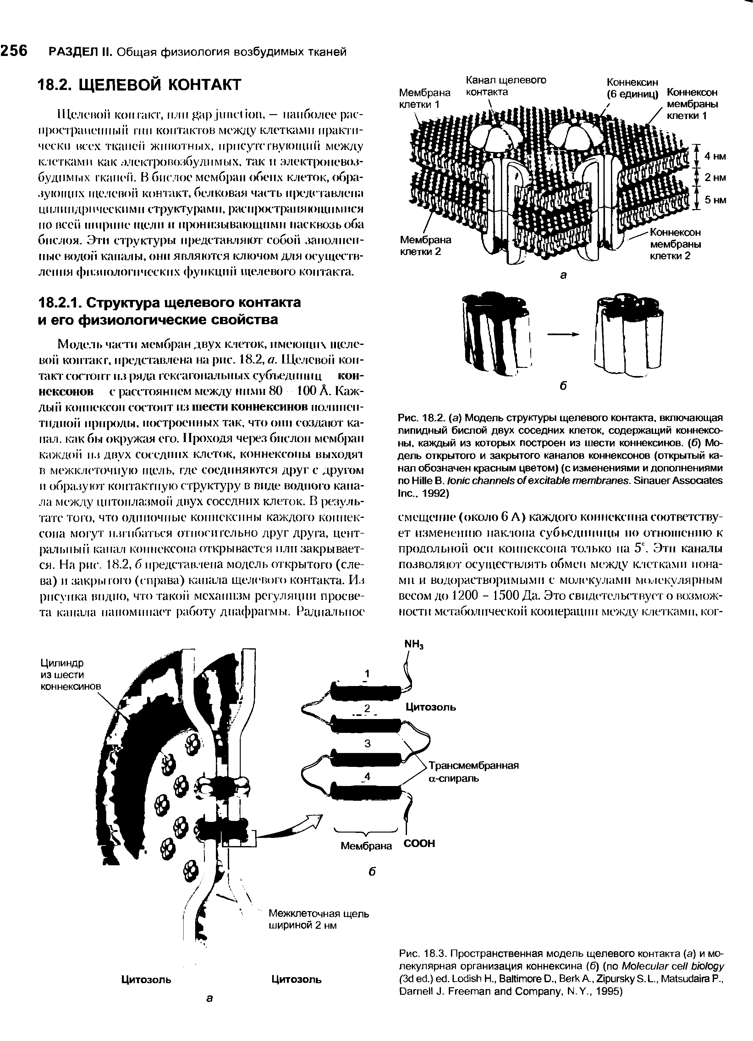 Рис. 18.3. Пространственная модель щелевого контакта (а) и молекулярная организация коннексина (б) (по M (3 .) . L H., B D., B A., Z S.L., M P., D J. F C , N.Y., 1995)...