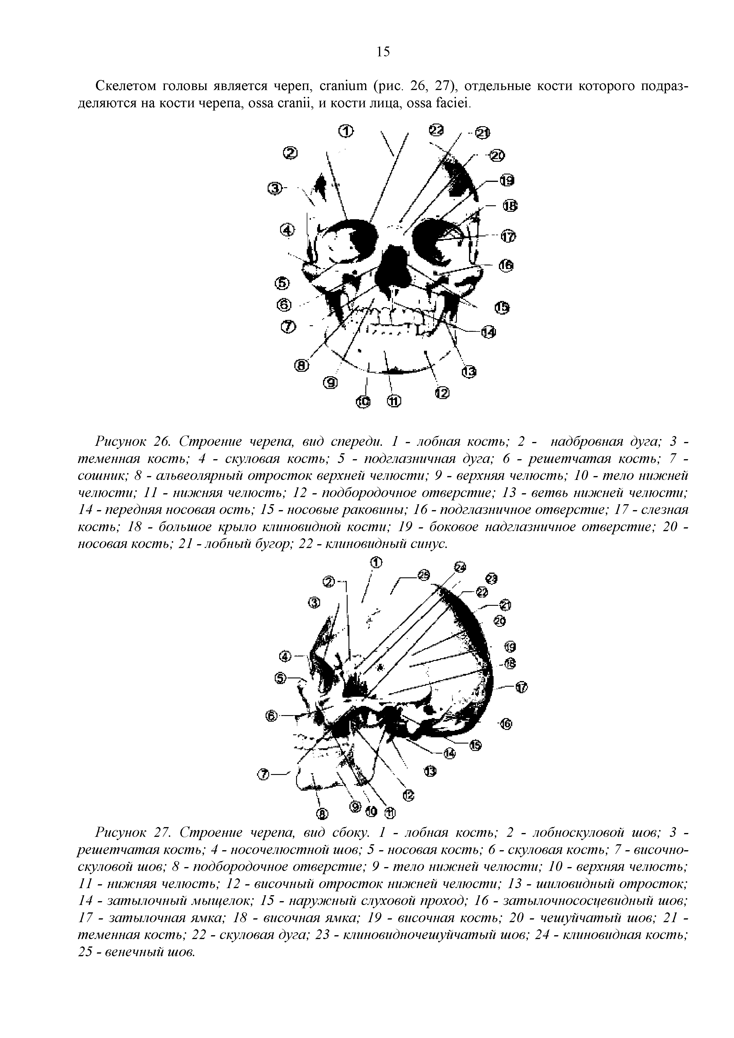 Рисунок 27. Строение черепа, вид сбоку. 1 - лобная кость 2 - лобноскуловой шов 3 -решетчатая кость 4 - носочелюстной шов 5 - носовая кость 6 - скуловая кость 7 - височно-скуловой шов 8 - подбородочное отверстие 9 - тело нижней челюсти 10 - верхняя челюсть 11 - нижняя челюсть 12 - височный отросток нижней челюсти 13 - шиловидный отросток 14 - затылочный мыщелок 15 - наружный слуховой проход 16 - затылочнососцевидный шов 17 - затылочная ямка 18 - височная ямка 19 - височная кость 20 - чешуйчатый шов 21 -теменная кость 22 - скуловая дуга 23 - клиновидночешуйчатый шов 24 - клиновидная кость 25 - венечный шов.