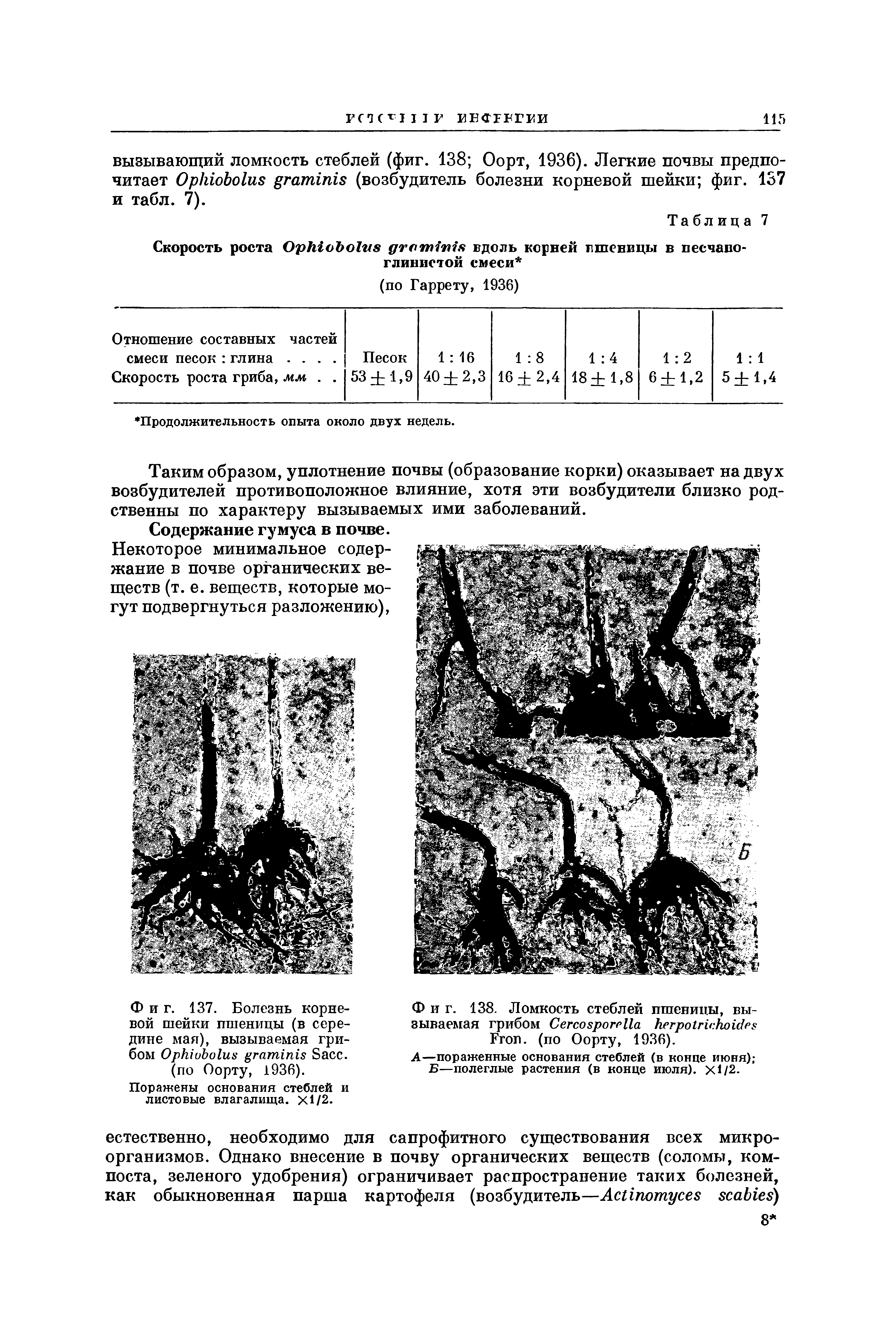 Фиг. 137. Болезнь корневой шейки пшеницы (в середине мая), вызываемая грибом ОрЫоЬоЫя гатплплз Басс.