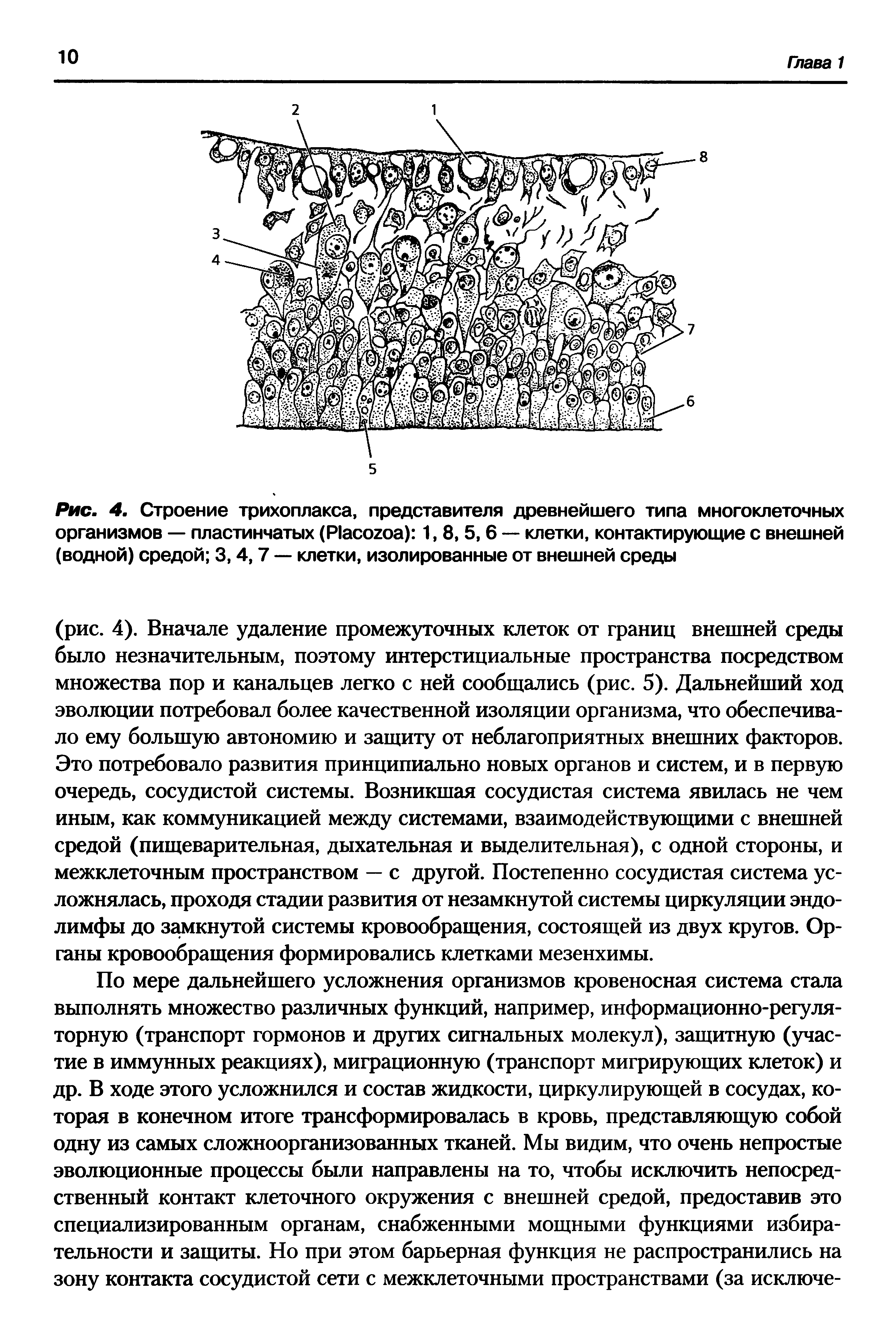 Рис. 4. Строение трихоплакса, представителя древнейшего типа многоклеточных организмов — пластинчатых (Масогоа) 1, 8, 5,6 — клетки, контактирующие с внешней (водной) средой 3,4,7 — клетки, изолированные от внешней среды...