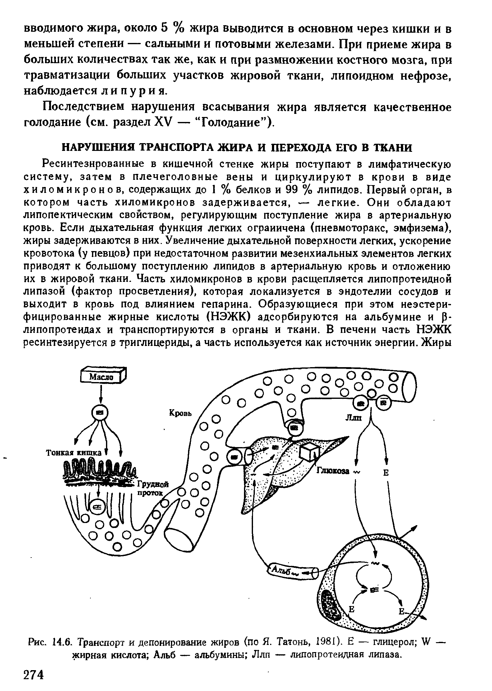 Рис. 14.6. Транспорт и депонирование жиров (по Я. Татонь, 1981). Е — глицерол XV — жирная кислота Альб — альбумины <Ллп — липопротеидная липаза.