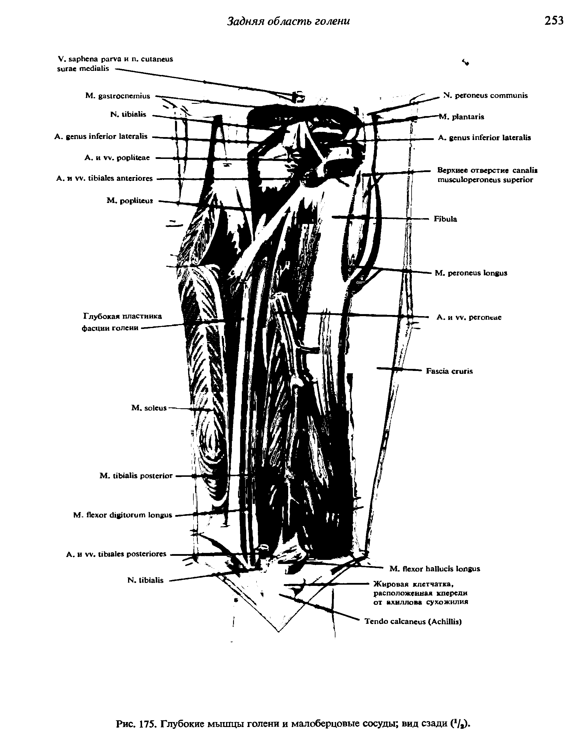 Рис. 175. Глубокие мышцы голени и малоберцовые сосуды вид сзади ( /,).