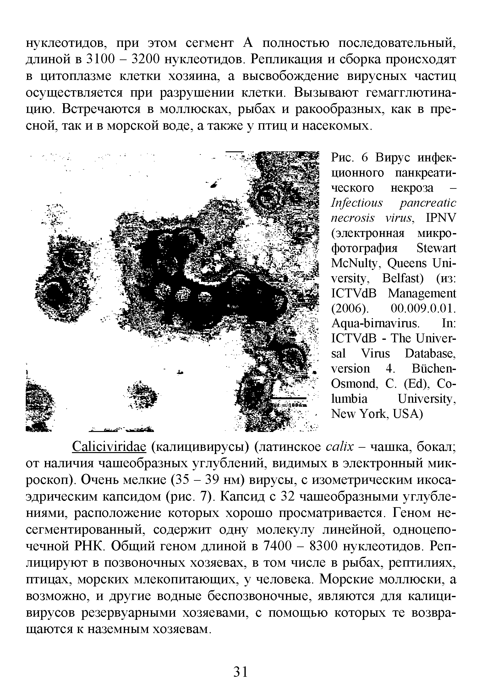 Рис. 6 Вирус инфекционного панкреатического некроза -I , IPNV (электронная микрофотография S M N , Q U , B ) (из ICTV B M (2006). 00.009.0.01.