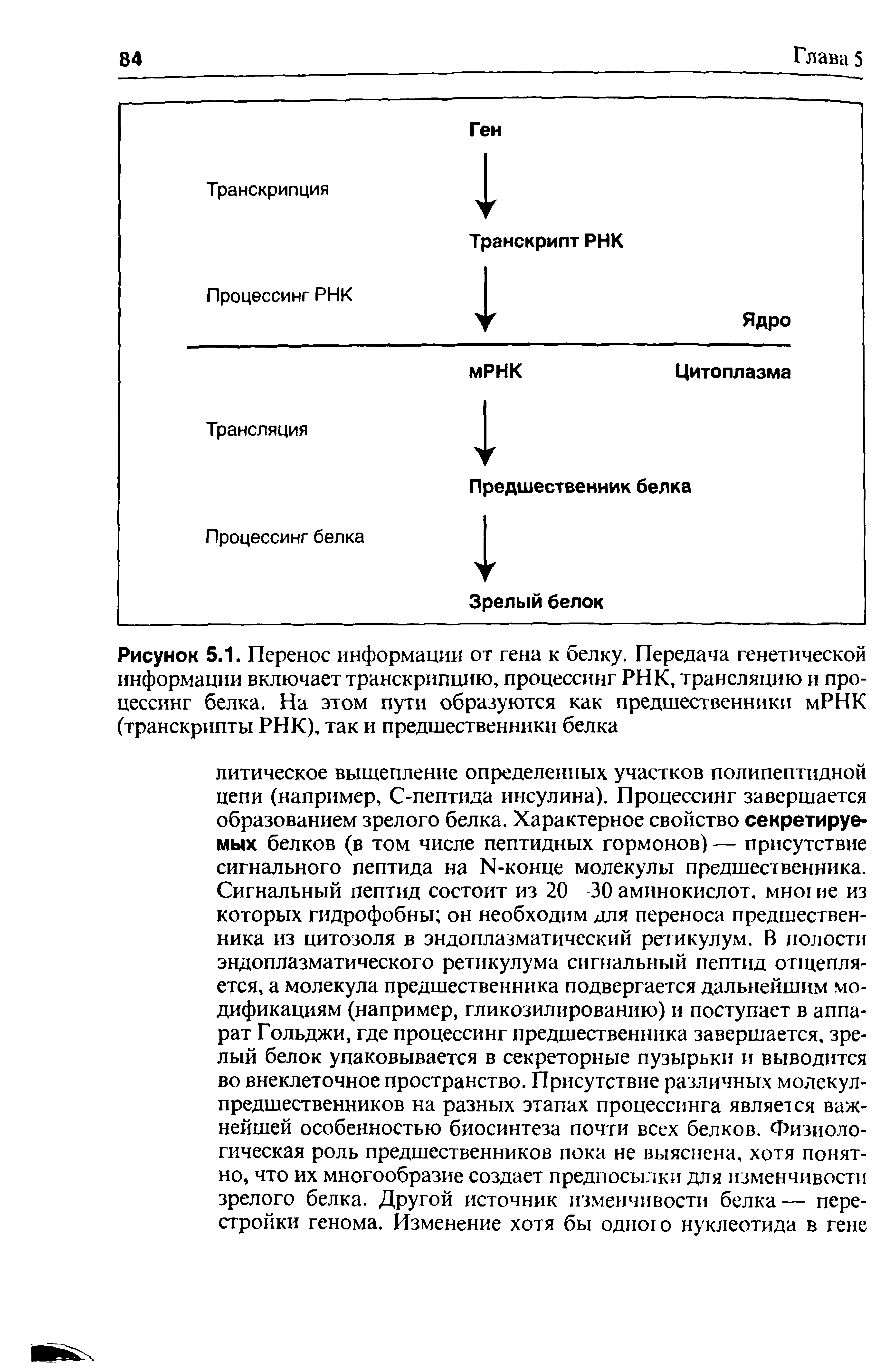 Рисунок 5.1. Перенос информации от гена к белку. Передача генетической информации включает транскрипцию, процессинг РНК, трансляцию и процессинг белка. На этом пути образуются как предшественники мРНК (транскрипты РНК), так и предшественники белка...