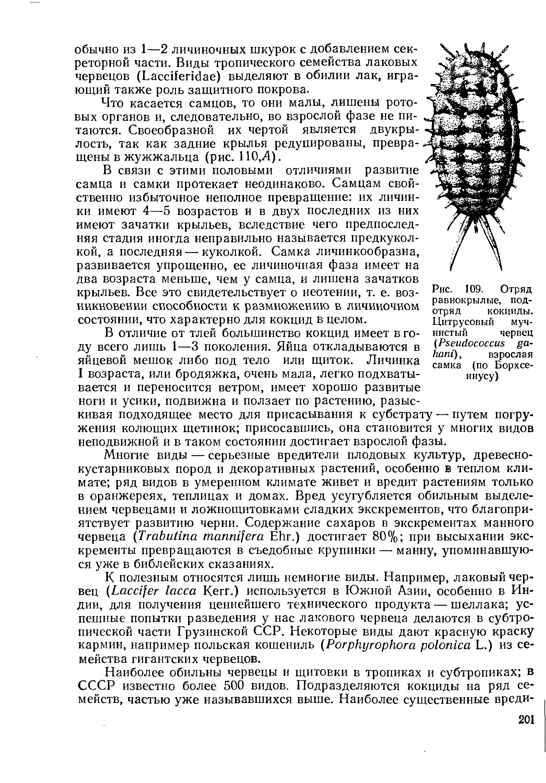 Рис. 109. Отряд равнокрылые, подотряд кокциды. Цитрусовый мучнистый червец (Р еш1ососсиь уа- гапГ), взрослая...