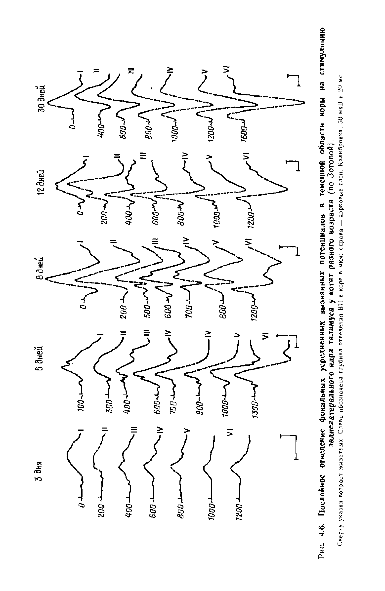 Рис. 4.6. Послойное отведение фокальных усредненных вызванных потенциалов в теменной области коры на стимуляцию заднелатерального ядра таламуса у котят разного возраста (по Зотовой).