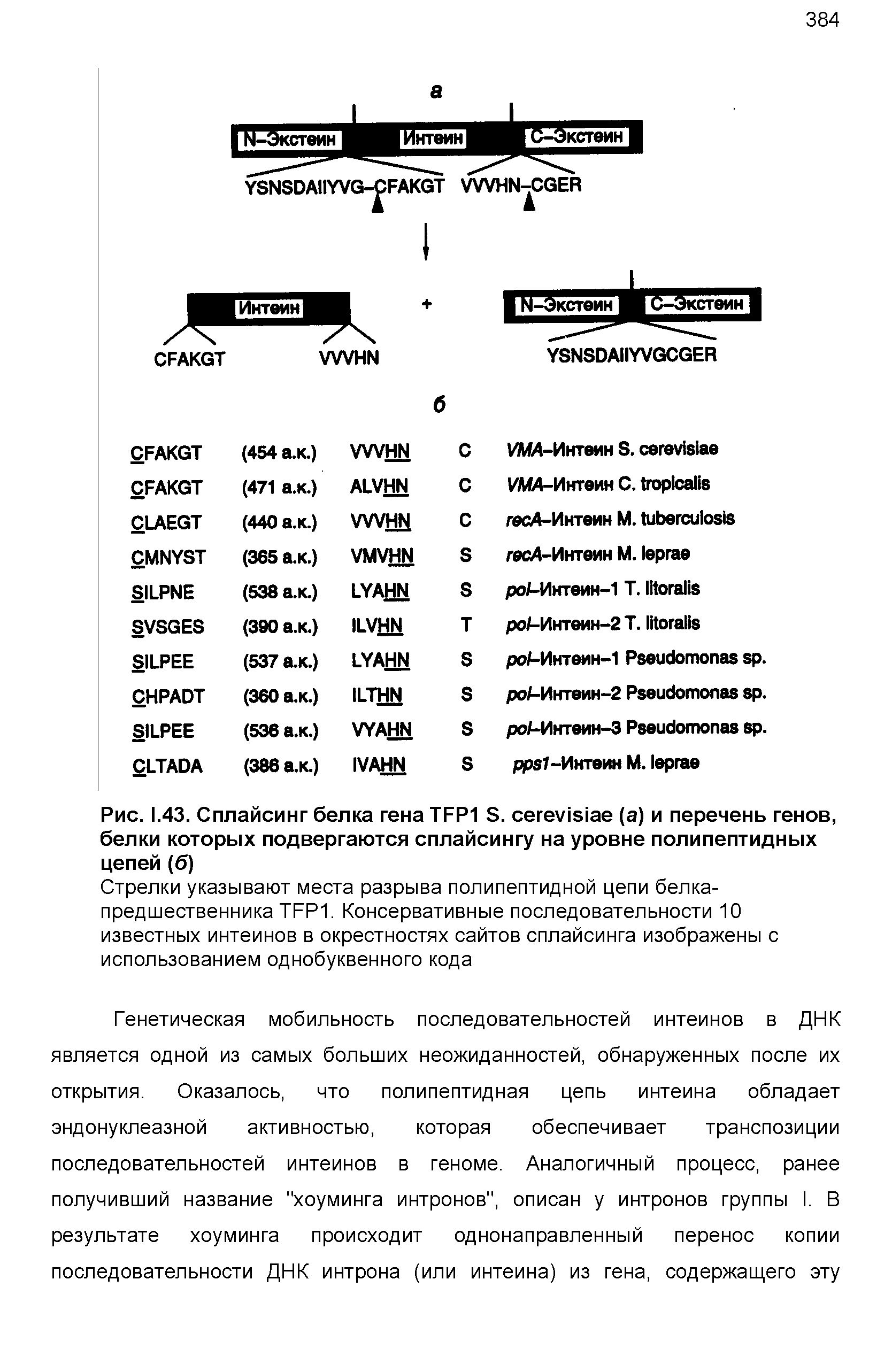 Рис. 1.43. Сплайсинг белка гена ТРР1 Б. сегеу1з1ае (а) и перечень генов, белки которых подвергаются сплайсингу на уровне полипептидных цепей(б)...