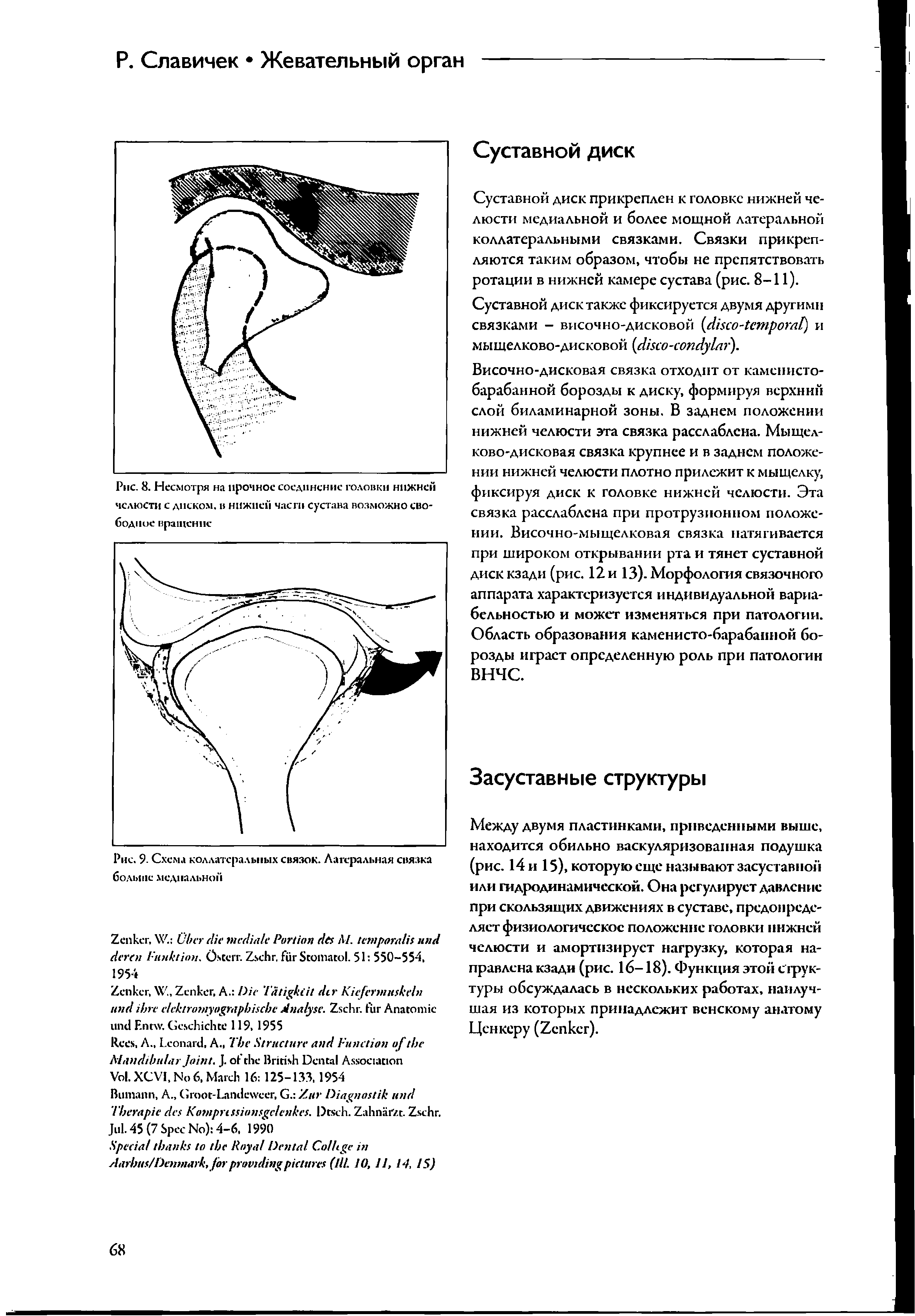 Рис. 9. Схема коллатеральных связок. Латеральная связка больше медиальной...