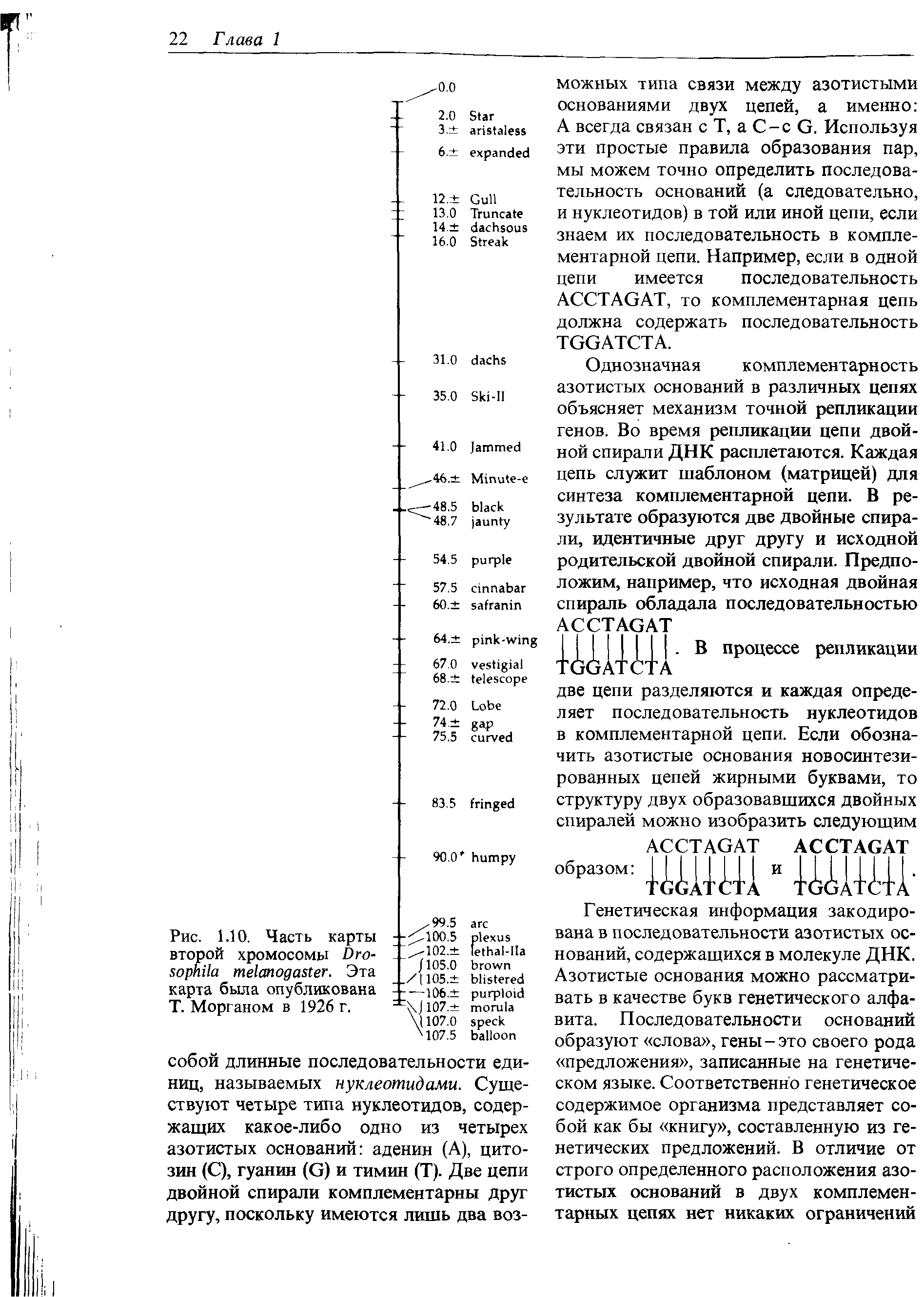 Рис. 1.10. Часть карты второй хромосомы D . Эта карта была опубликована Т. Морганом в 1926 г.