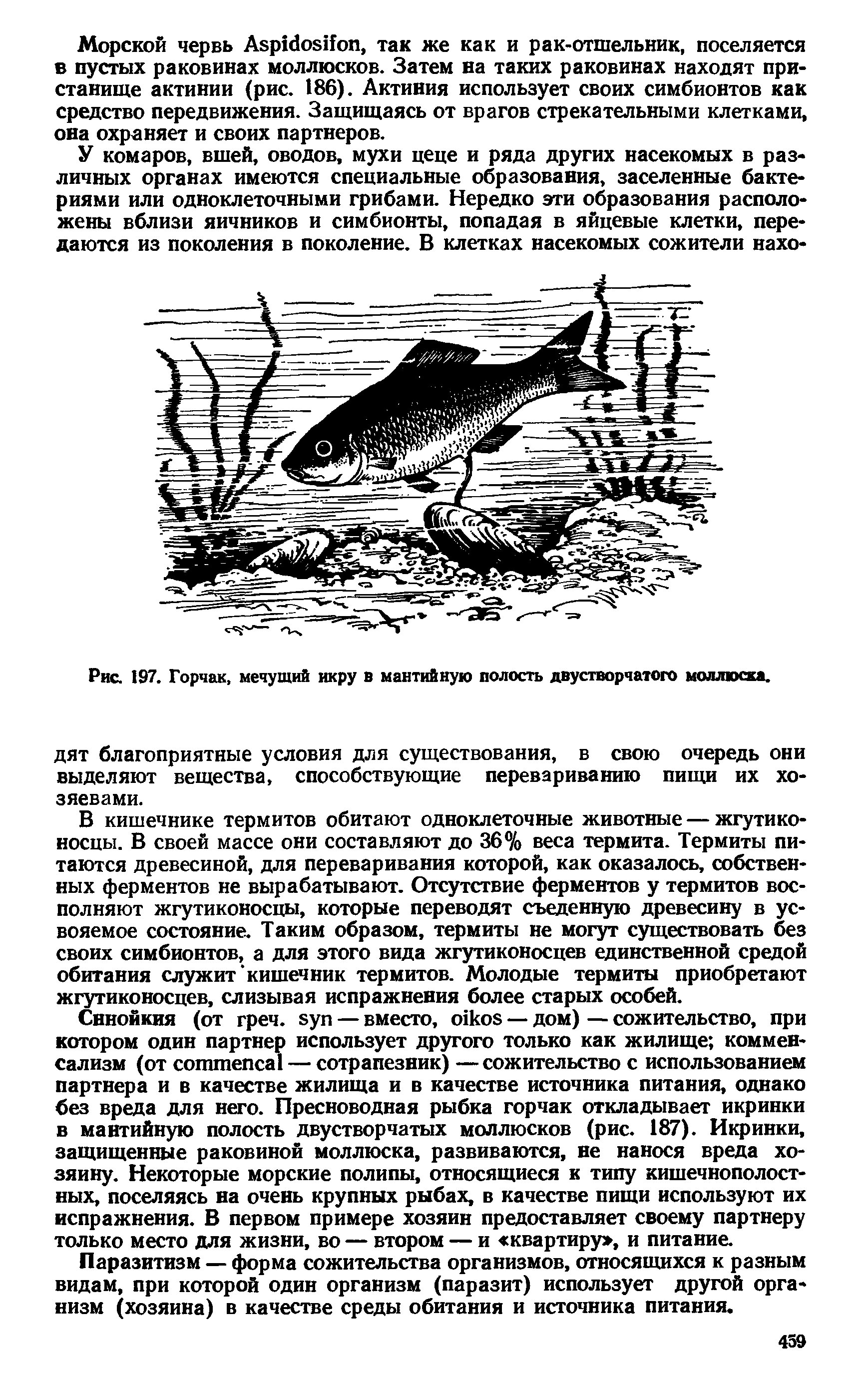 Рис. 197. Горчак, мечущий икру в мантийную полость двустворчатого моллюска.