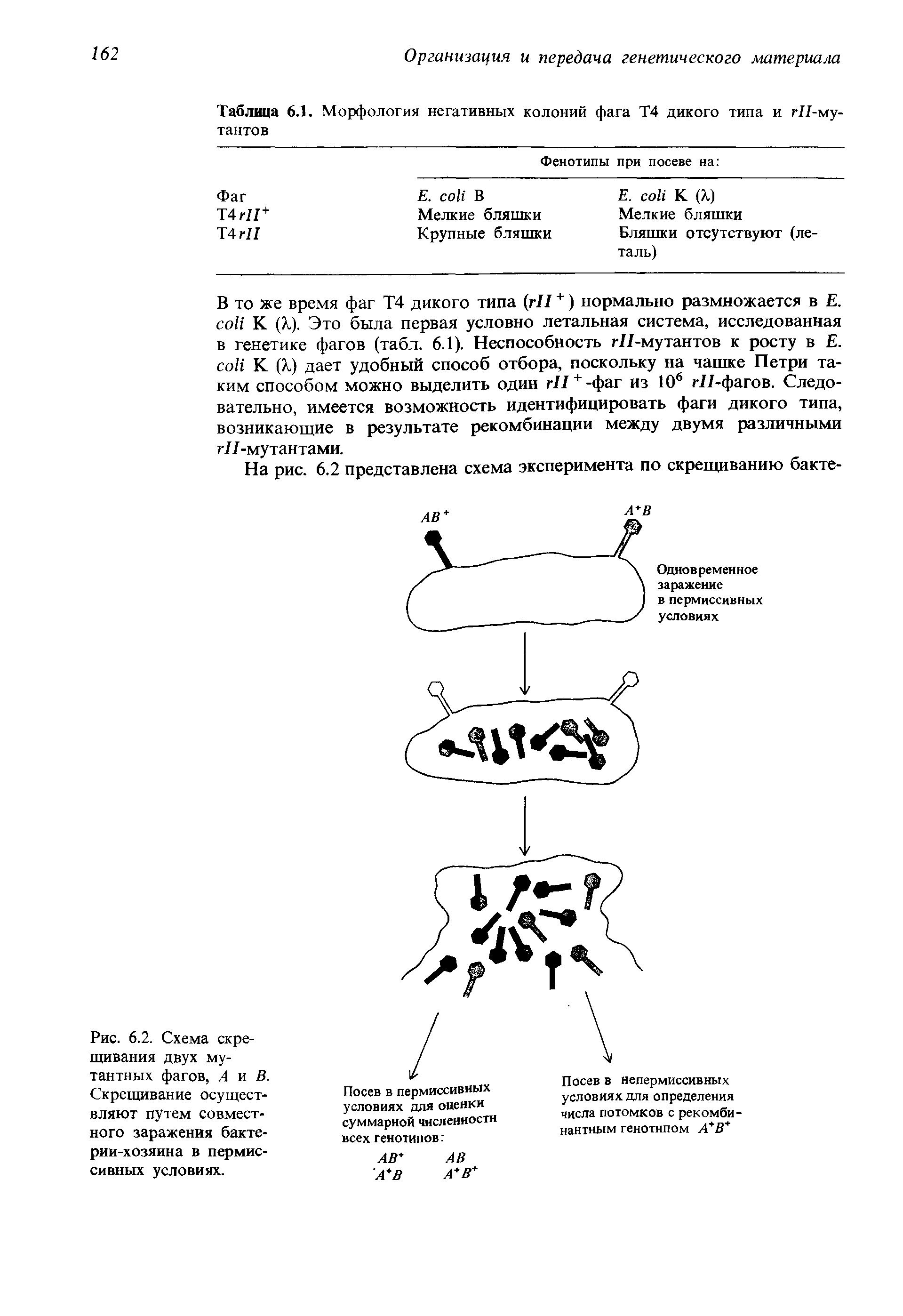 Рис. 6.2. Схема скрещивания двух мутантных фагов, А и В. Скрещивание осуществляют путем совместного заражения бактерии-хозяина в пермиссивных условиях.