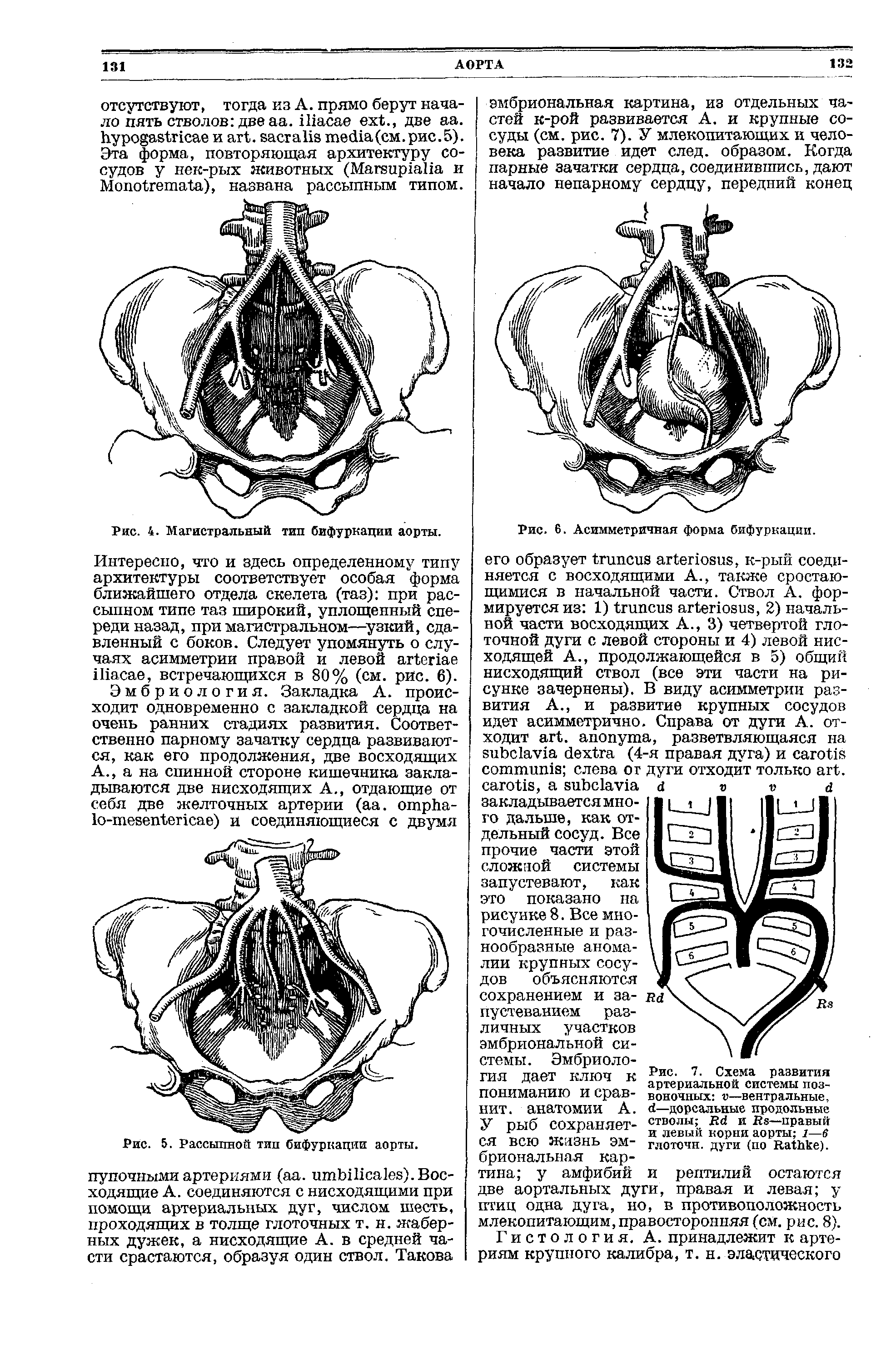 Рис. 7. Схема развития артериальной системы позвоночных о—вентральные, —дорсальные продольные стволы R и Вз—правый и левый корни аорты 1—6 глоточн. дуги (по R ).