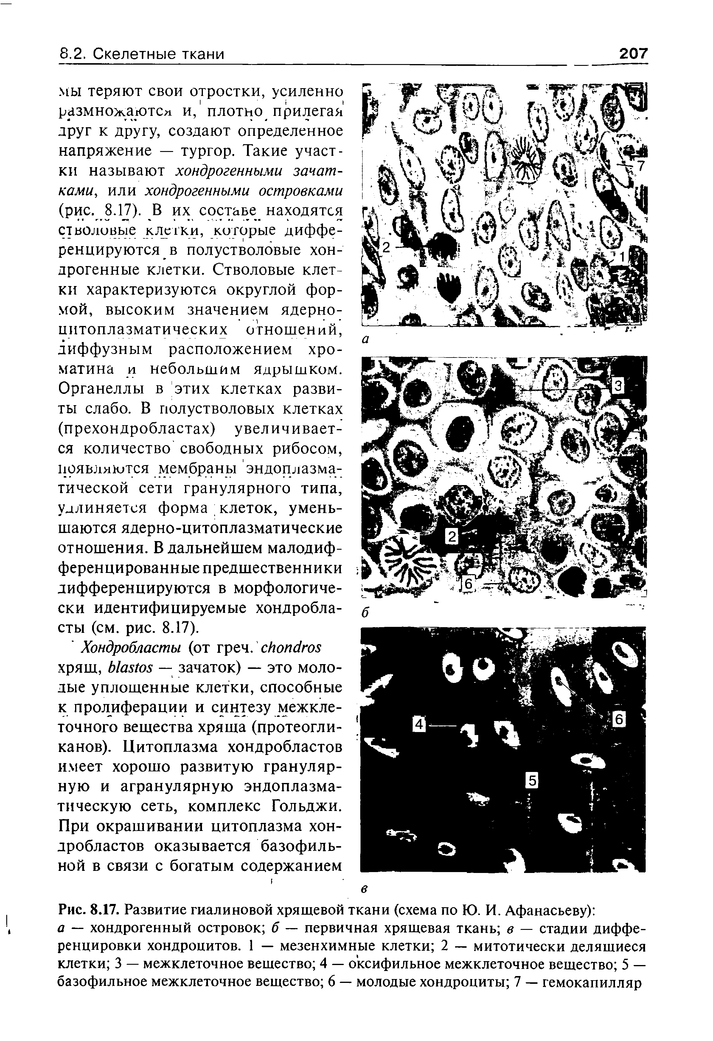 Рис. 8.17. Развитие гиалиновой хрящевой ткани (схема по Ю. И. Афанасьеву) а — хондрогенный островок б — первичная хрящевая ткань в — стадии дифференцировки хондроцитов. 1 — мезенхимные клетки 2 — митотически делящиеся клетки 3 — межклеточное вещество 4 — оксифильное межклеточное вещество 5 — базофильное межклеточное вещество 6 — молодые хондроциты 7 — гемокапилляр...