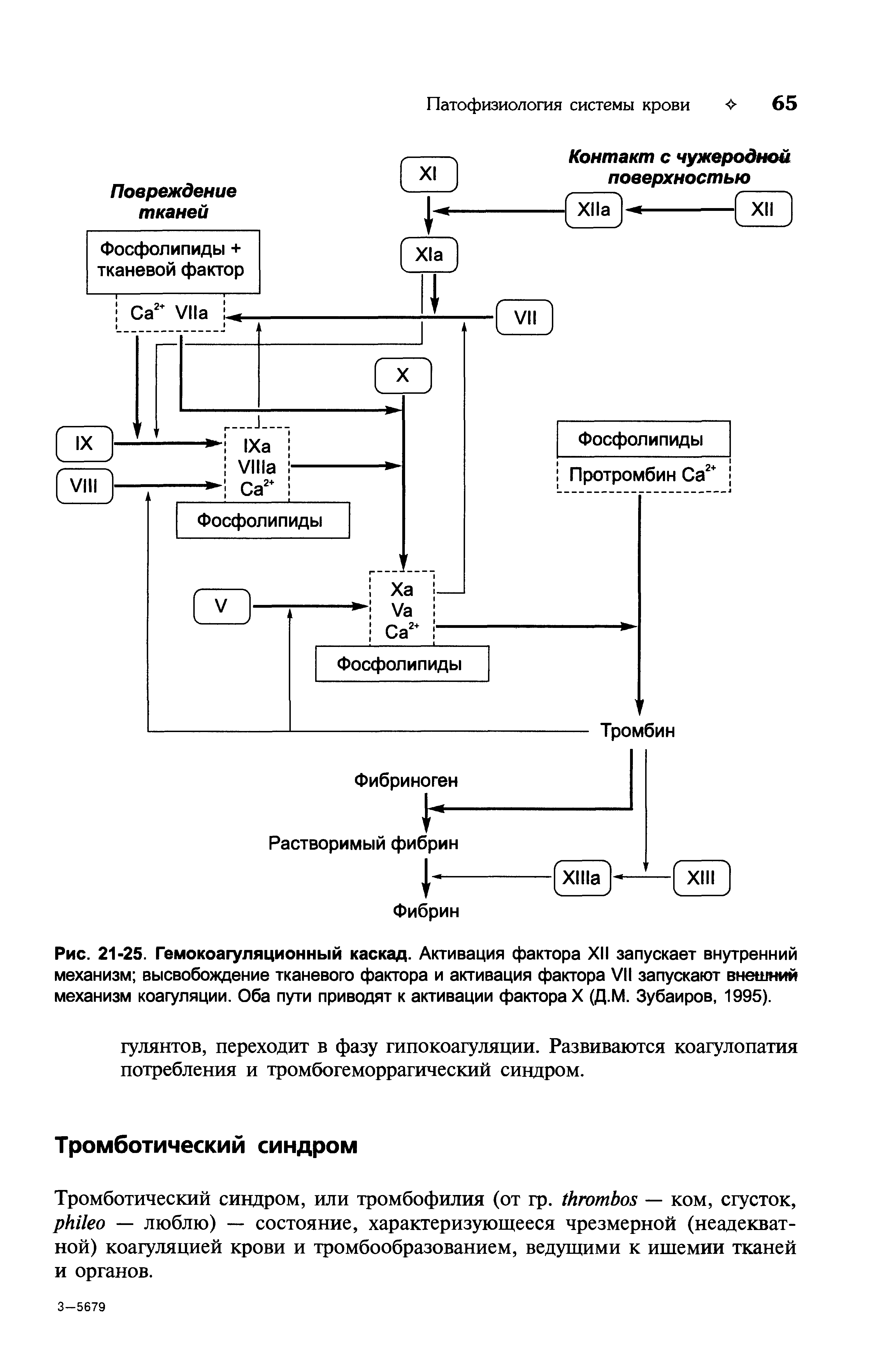 Рис. 21-25. Гемокоагуляционный каскад. Активация фактора XII запускает внутренний механизм высвобождение тканевого фактора и активация фактора VII запускают внешний механизм коагуляции. Оба пути приводят к активации факторах (Д.М. Зубаиров, 1995).