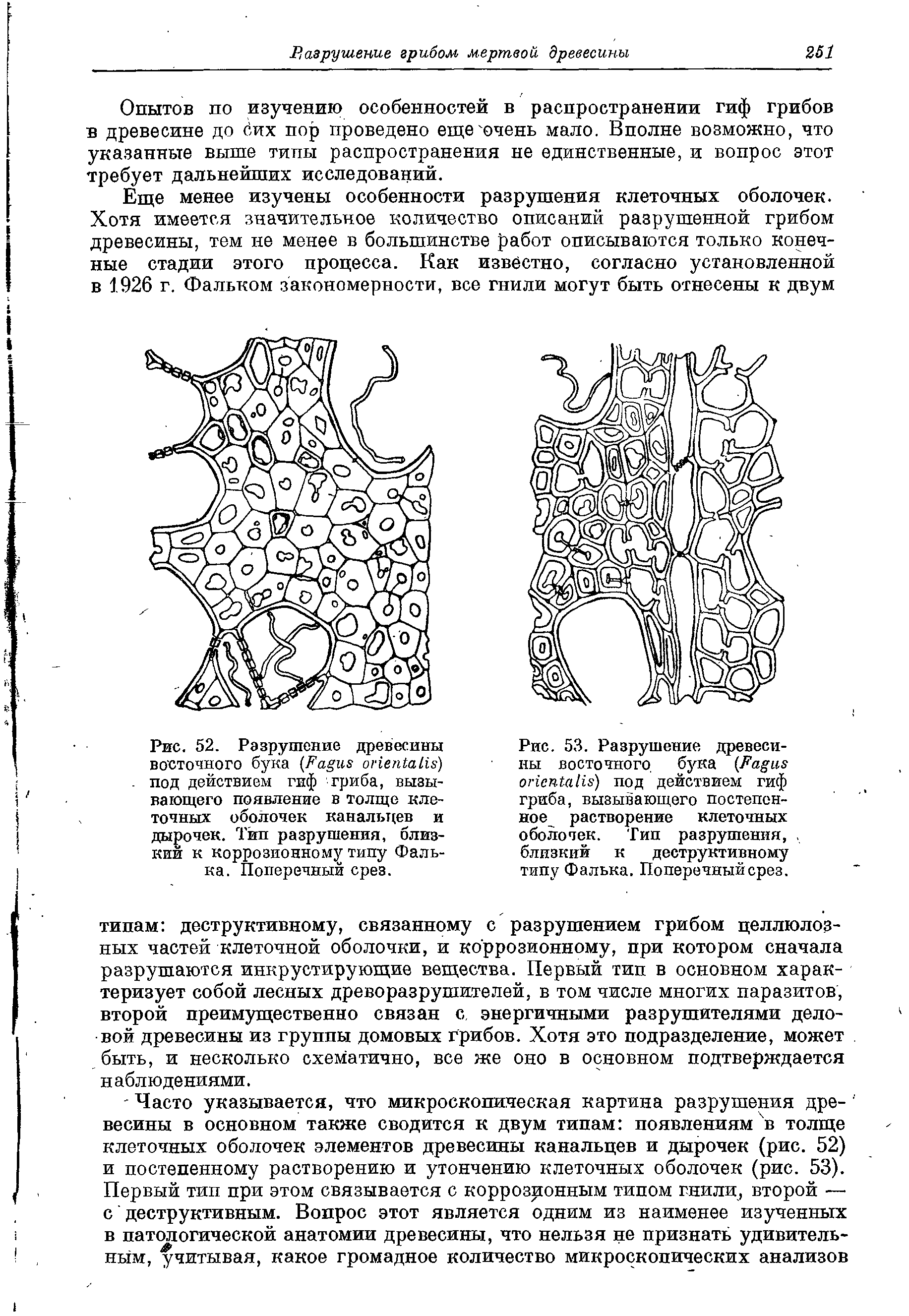 Рис. 52. Разрушение древесины восточного бука (Еа иг . . ) под действием гиф гриба, вызывающего появление в толще клеточных оболочек канальцев и дырочек. Тип разрушения, близкий к коррозионному типу Фалька. Поперечный срез.