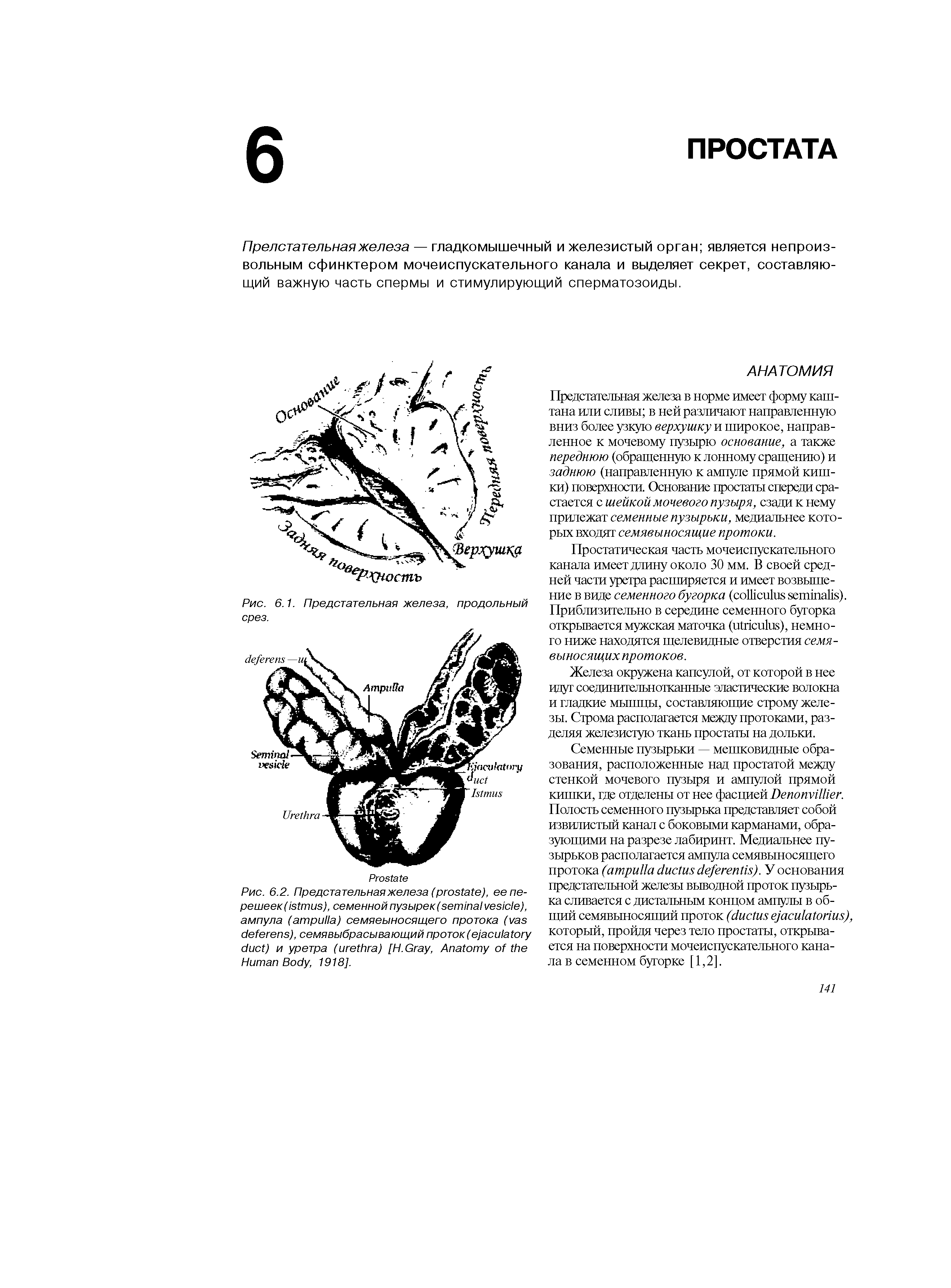 Рис. 6.2. Предстательная железа ( ), ее перешеек ( ), семенной 3 K( ), ампула ( ) семявыносящего протока ( ), семявыбрасывающий проток ( ) и уретра ( ) [H.G , A H B , 1918].