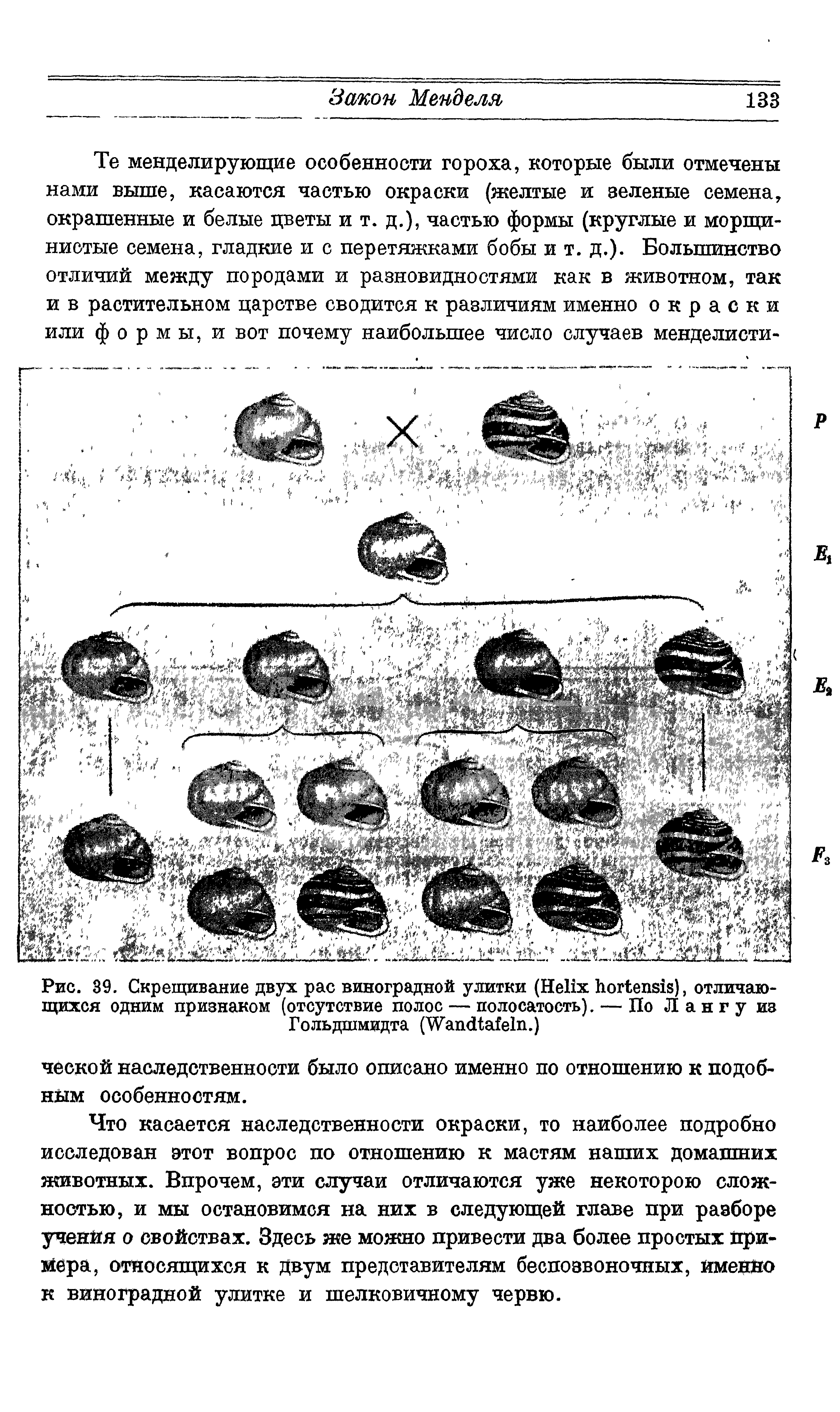 Рис. 39. Скрещивание двух рас виноградной улитки (H ), отличающихся одним признаком (отсутствие полос — полосатость). — По Лангу из Гольдшмидта (W .)...