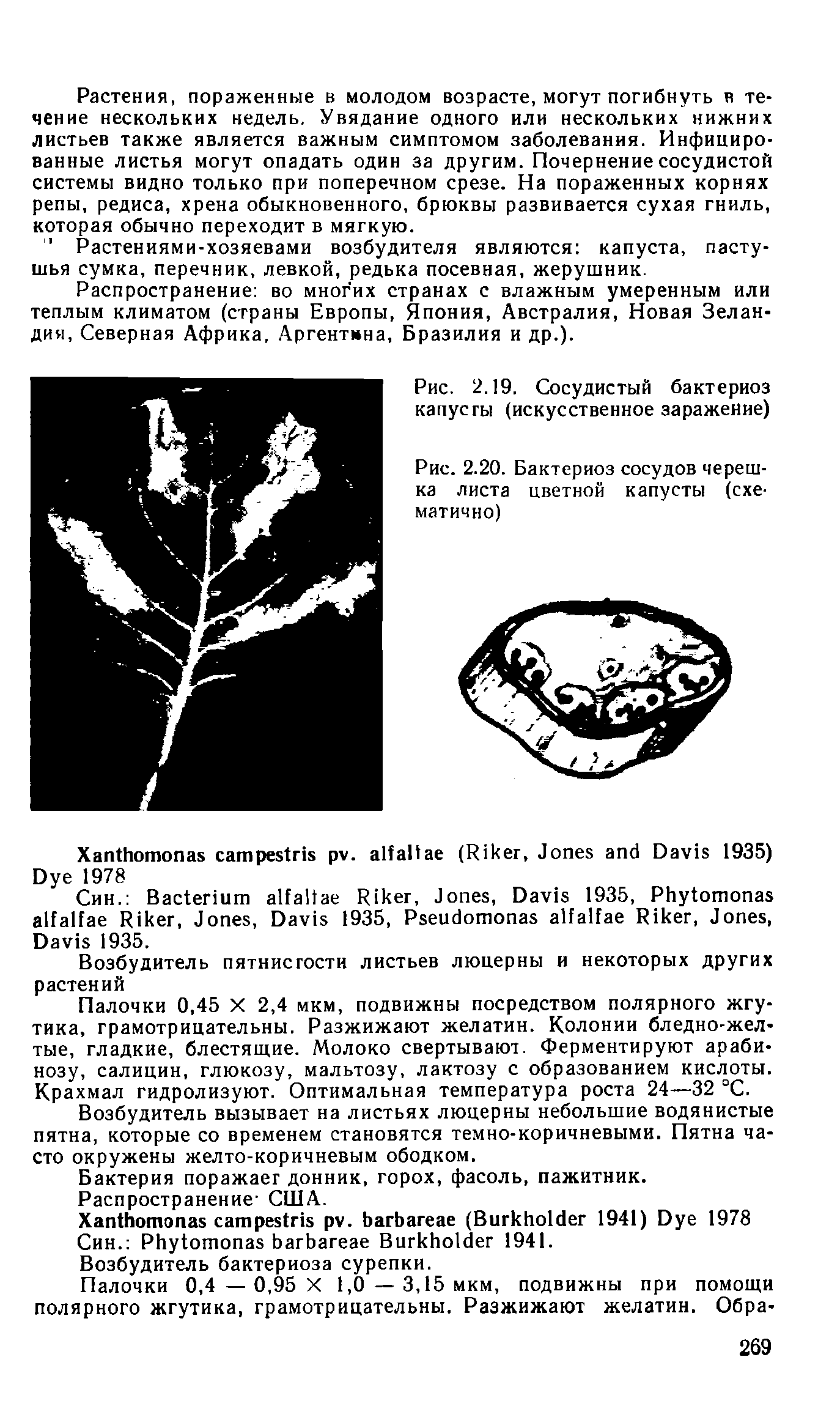 Рис. 2.20. Бактериоз сосудов черешка листа цветной капусты (схематично)...