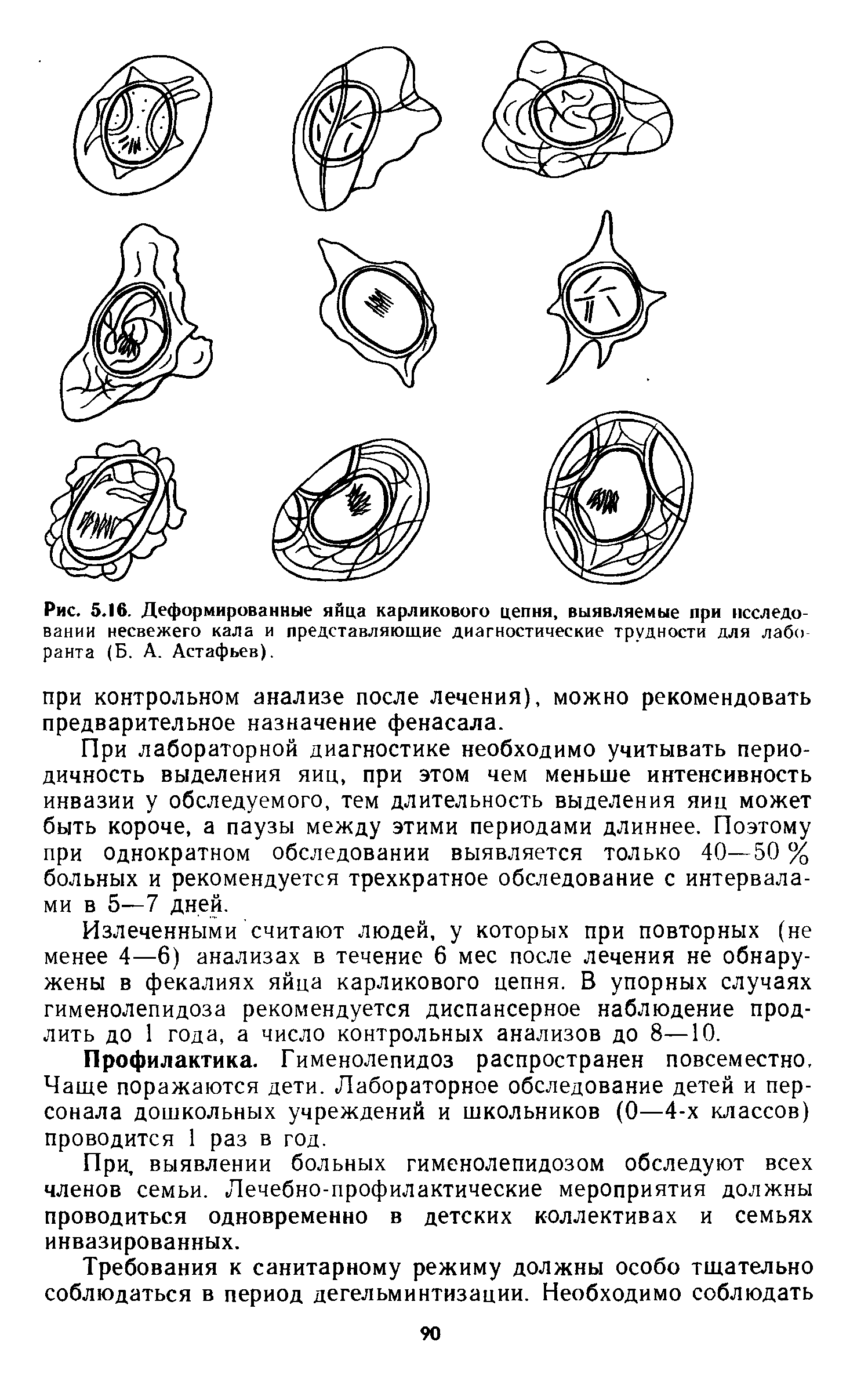 Рис. 5.16. Деформированные яйца карликового цепня, выявляемые при исследовании несвежего кала и представляющие диагностические трудности для лабо ранта (Б. А. Астафьев).