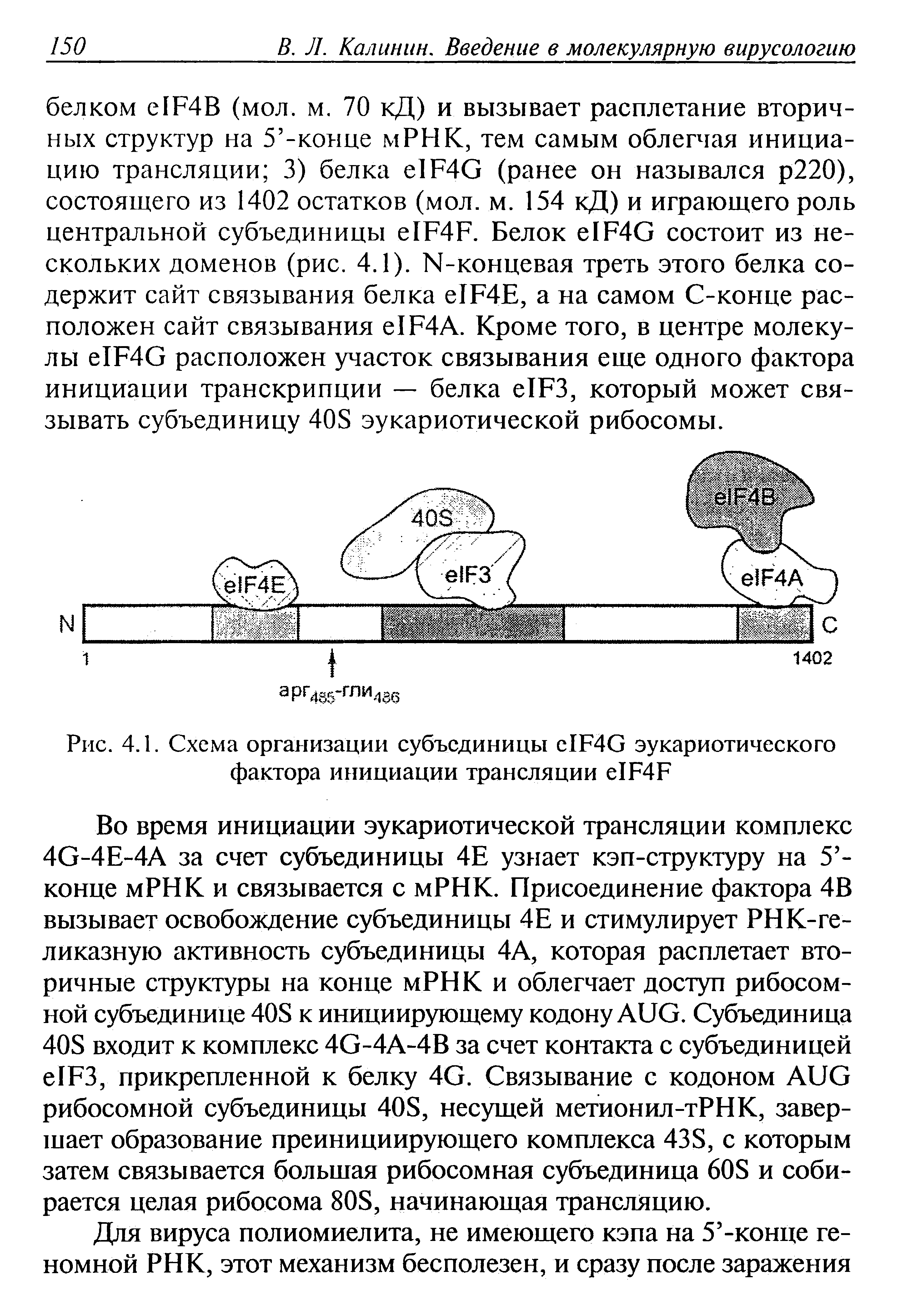 Рис. 4.1. Схема организации субъединицы с1Р4С эукариотического фактора инициации трансляции е1Р4Р...