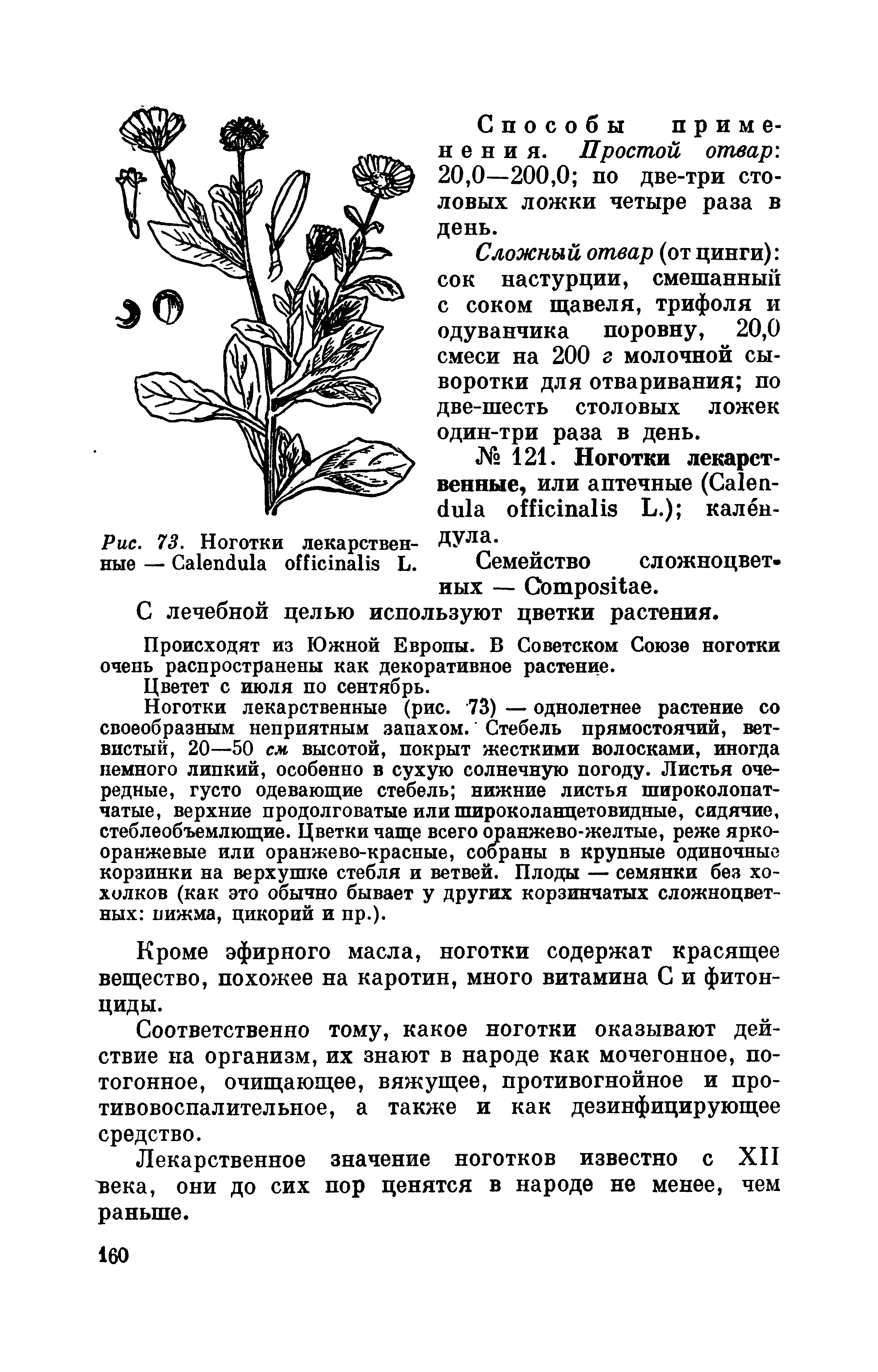 Рис. 73. Ноготки лекарствен- ДУла ные — C L. Семейство сложноцветных — C .