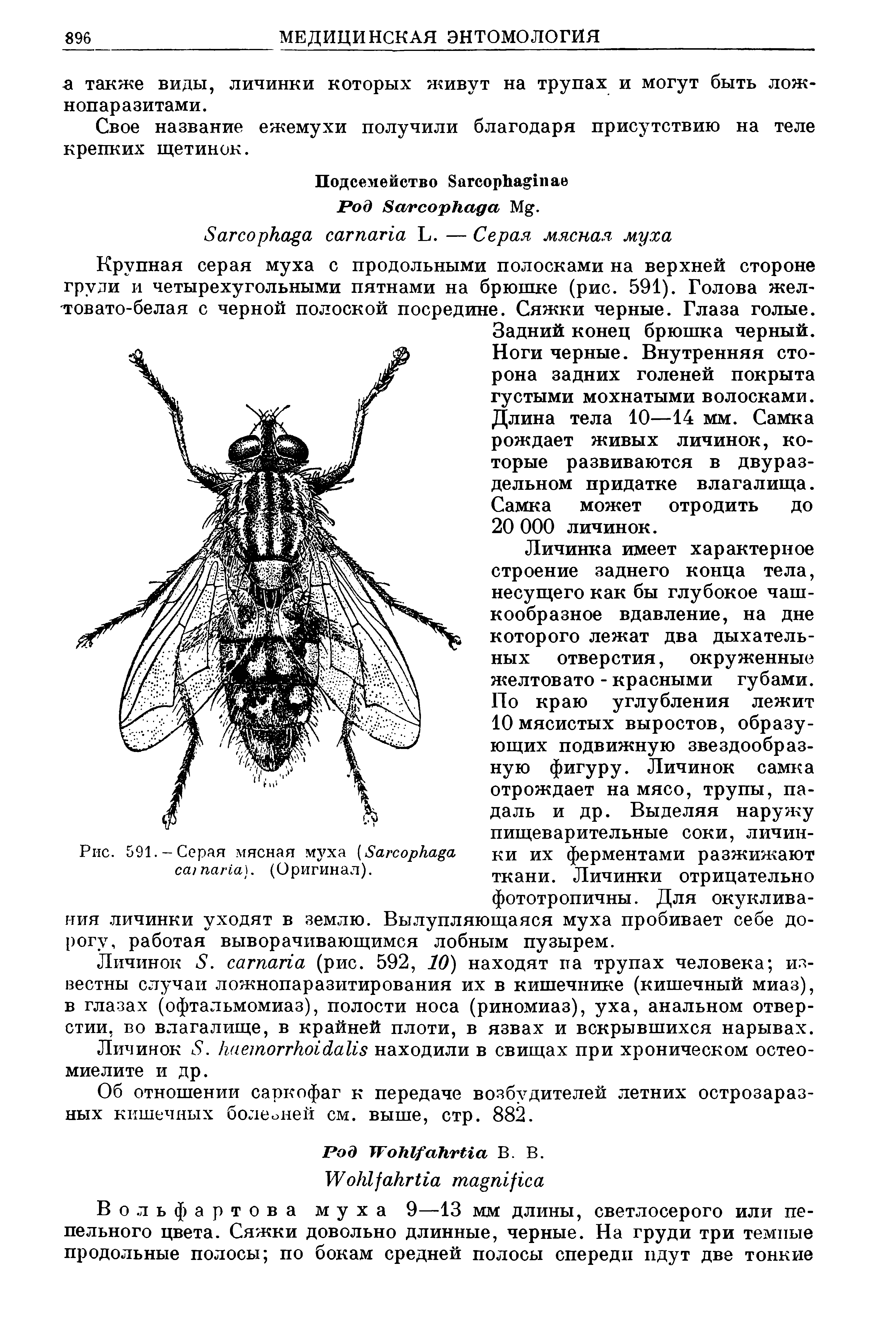 Рис. 591.-Серая мясная муха (S ки их ферментами разжижают папа, (Оригинал). ткани. Личинки отрицательно...