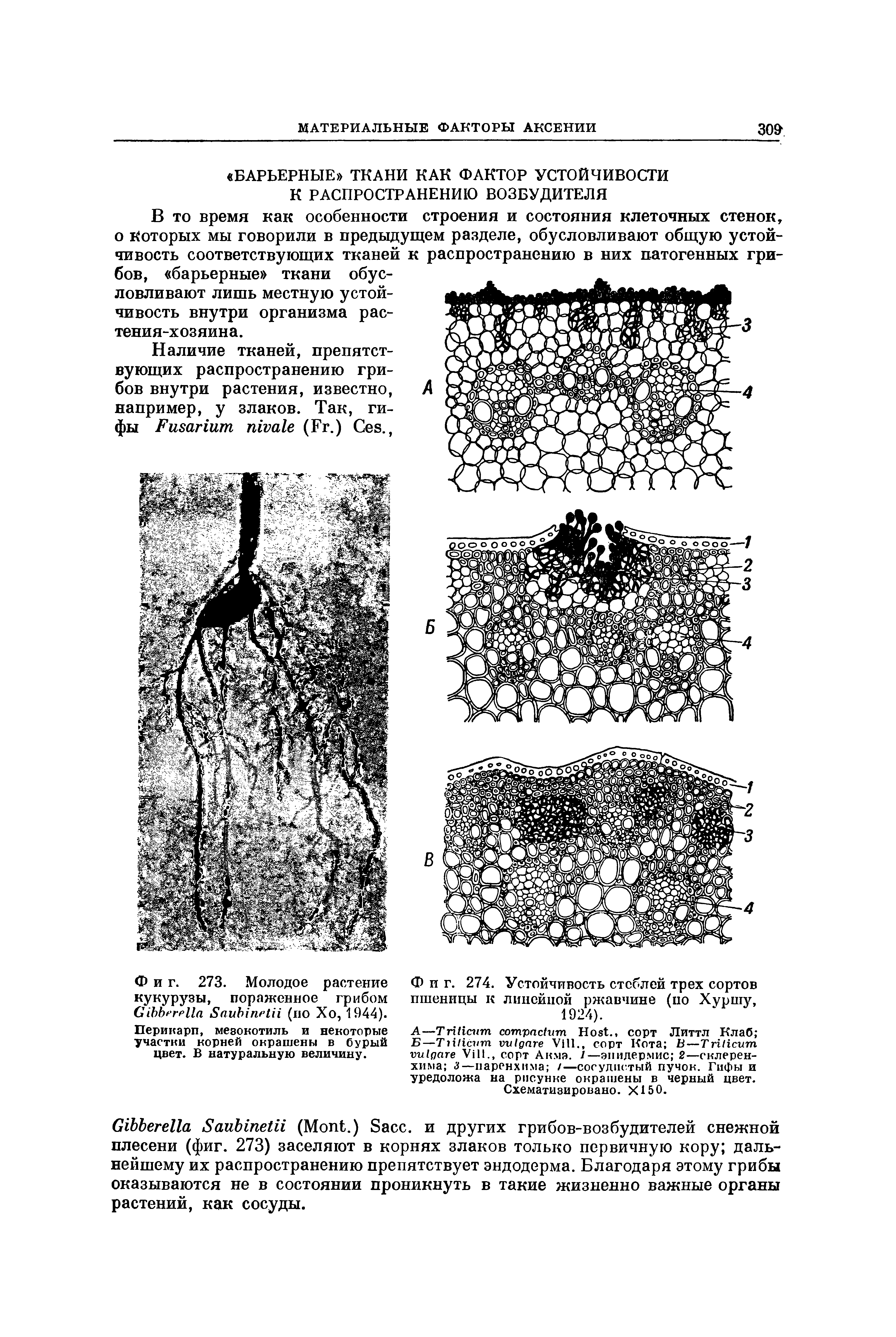 Фиг. 274. Устойчивость стеблей трех сортов пшеницы к линейной ржавчине (по Хуршу, 1924).