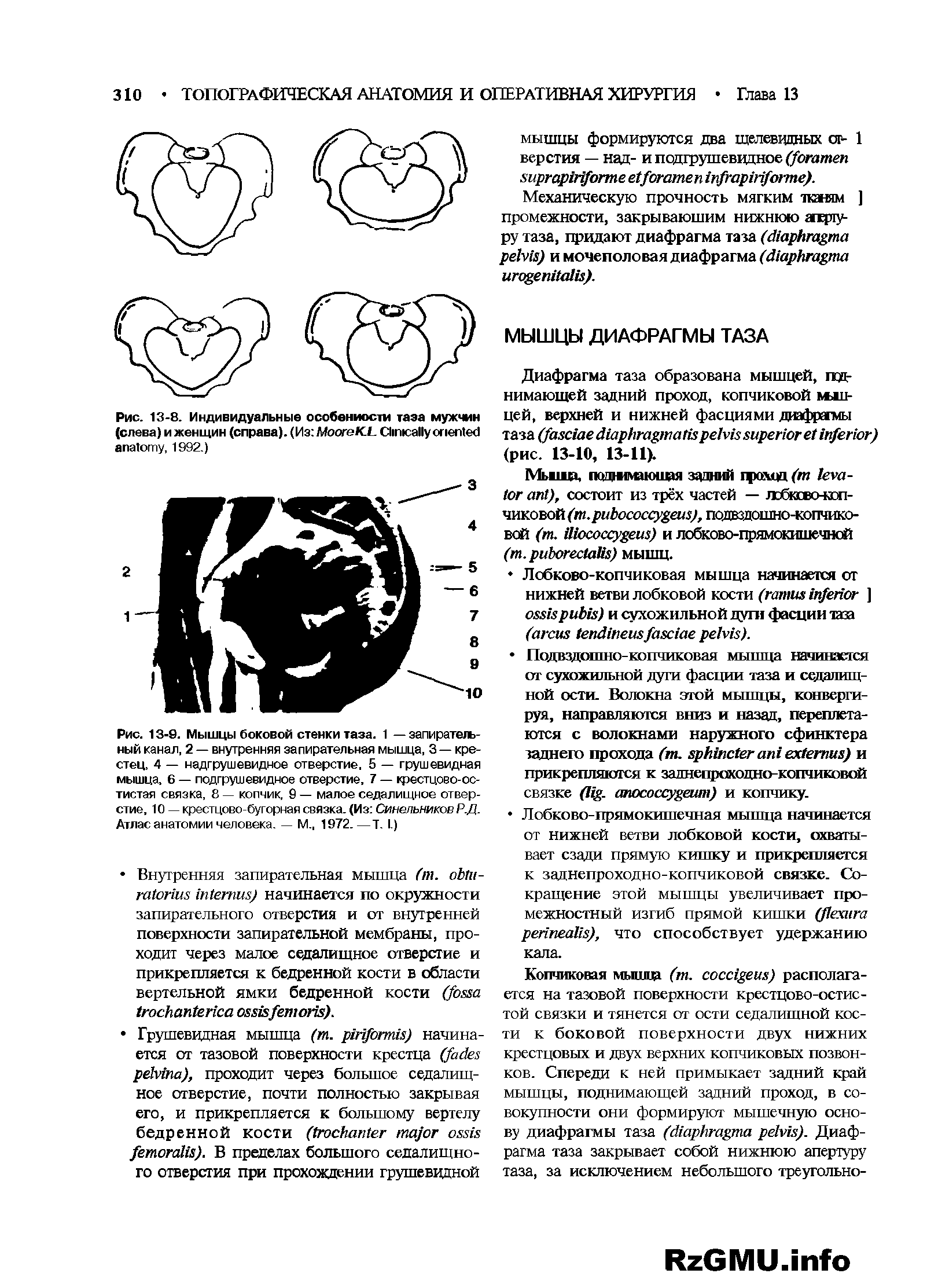 Рис. 13-8. Мышцы боковой стенки таза. 1 — запирательный канал, 2 — внутренняя запирательная мышца, 3 — крестец, 4 — надгрушевидное отверстие, 5 — грушевидная мышца, 6 — подгрушевидное отверстие, 7 — крестцово-остистая связка, 8 — копчик, 9 — малое седалищное отверстие, 10 — крестцово-бугорная связка. (Из Синельников Р.Д. Атлас анатомии человека. — М., 1972.—Т. I.)...