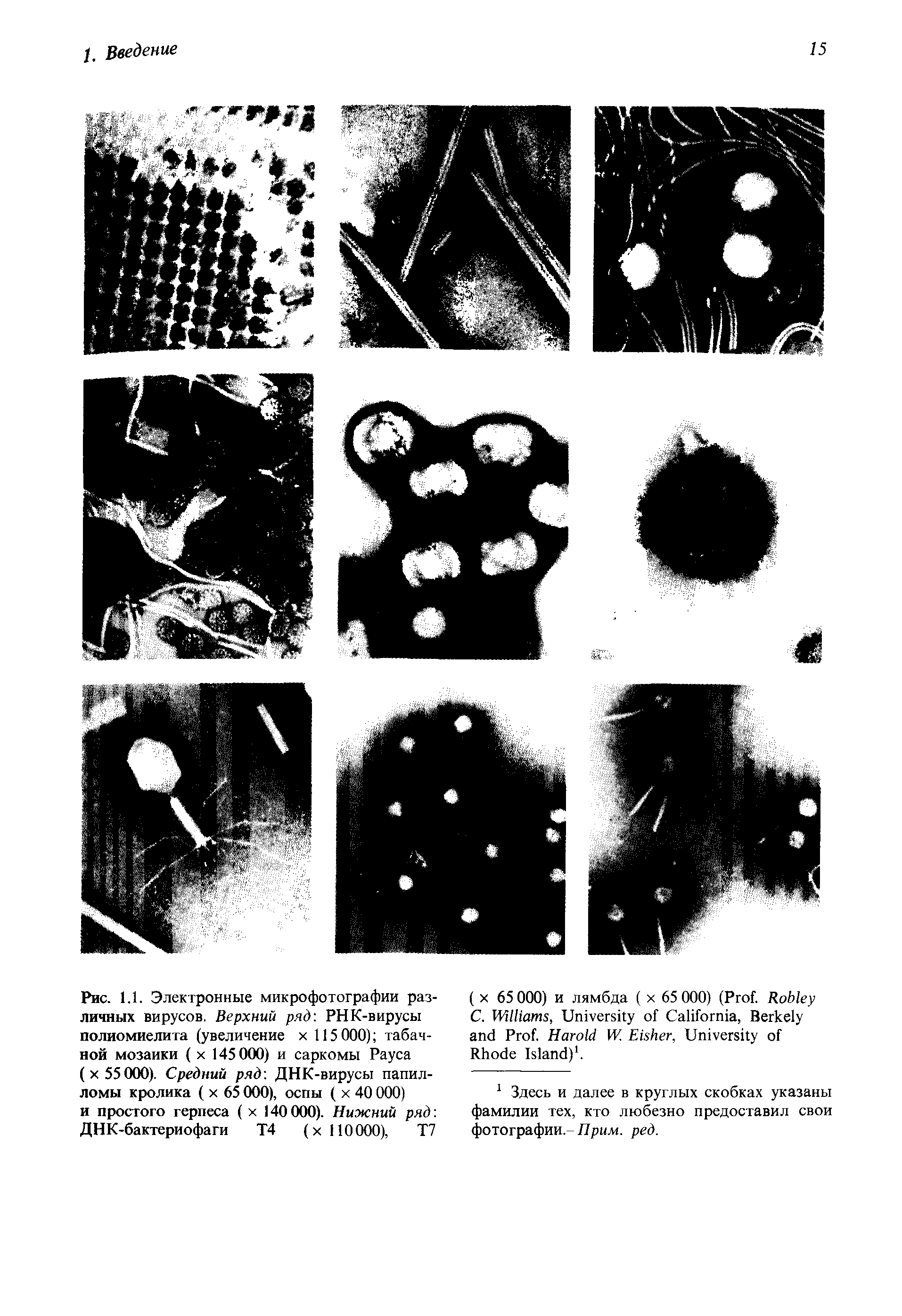 Рис. 1.1. Электронные микрофотографии различных вирусов. Верхний ряд. РНК-вирусы полиомиелита (увеличение х 115 000) табачной мозаики ( х 145 000) и саркомы Рауса (х 55 000). Средний ряд ДНК-вирусы папилломы кролика ( х 65 000), оспы ( х 40 000) и простого герпеса ( х 140 000). Нижний ряд ДНК-бактериофаги Т4 (х 110000), Т7...