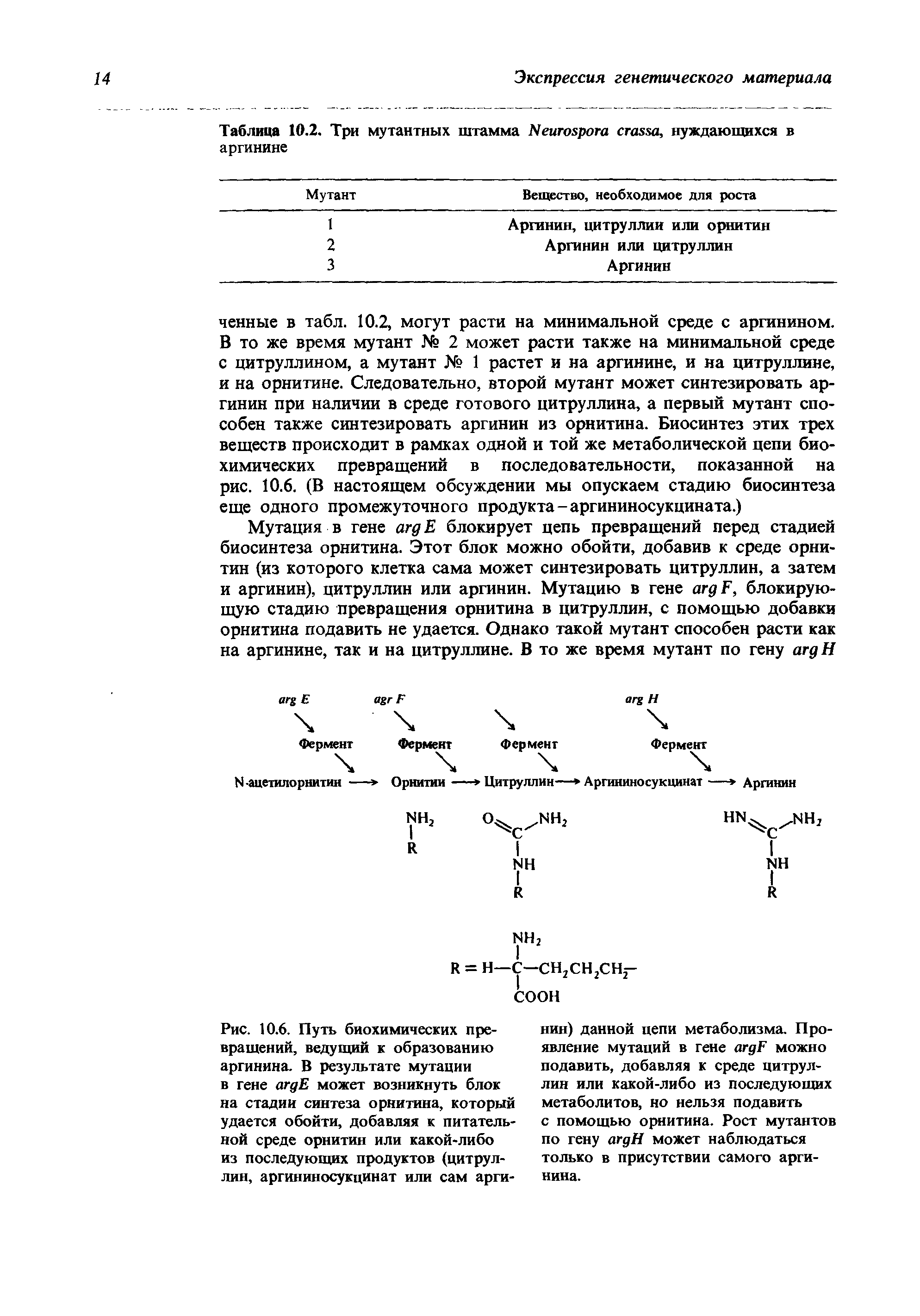 Рис. 10.6. Путь биохимических превращений, ведущий к образованию аргинина. В результате мутации в гене агдЕ может возникнуть блок на стадии синтеза орнитина, который удается обойти, добавляя к питательной среде орнитин или какой-либо из последующих продуктов (цитруллин, аргининосукцинат или сам арги...