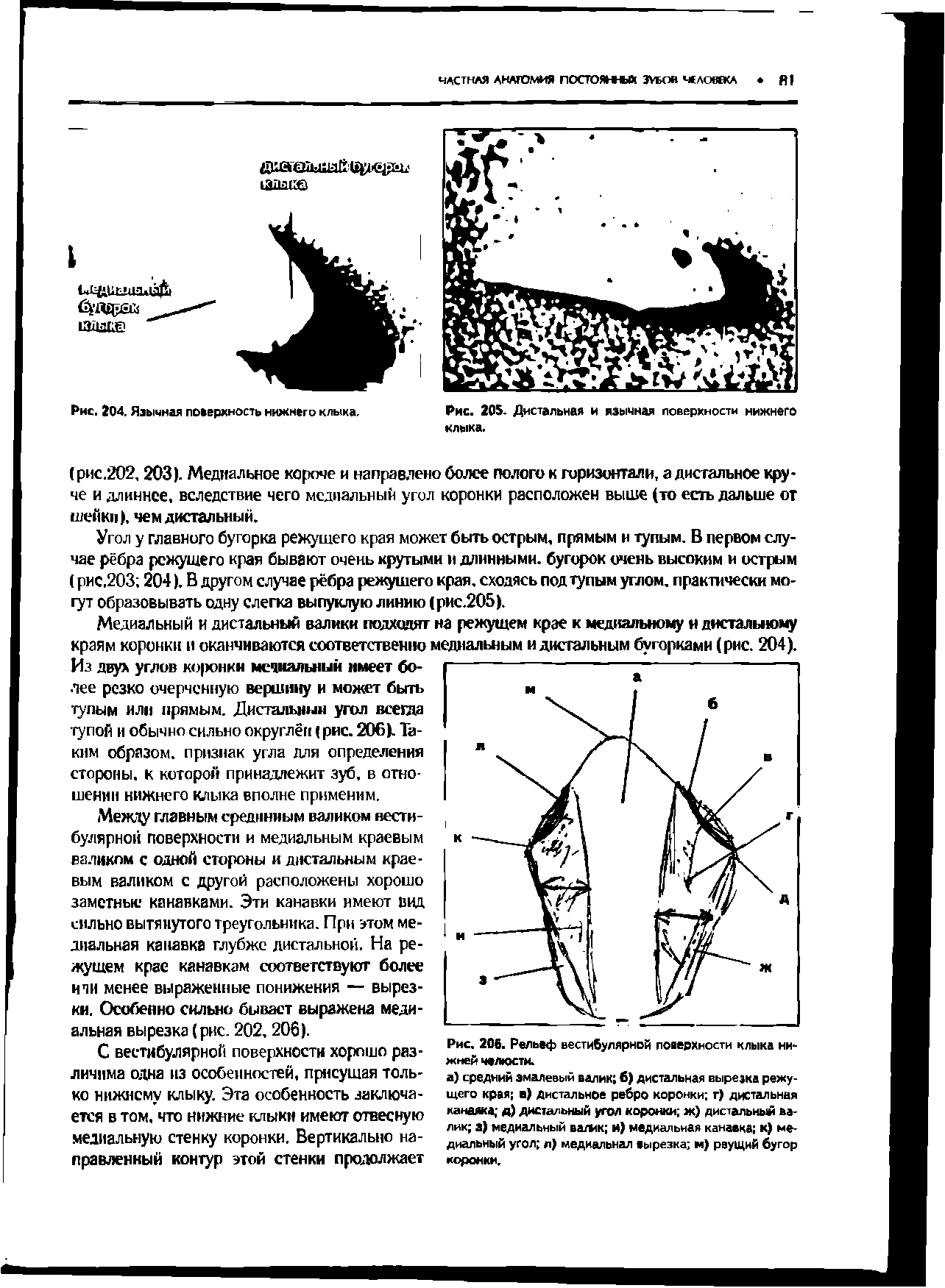 Рис. 206. Рельеф вестибулярной поверхности клыка нижней челюсти.