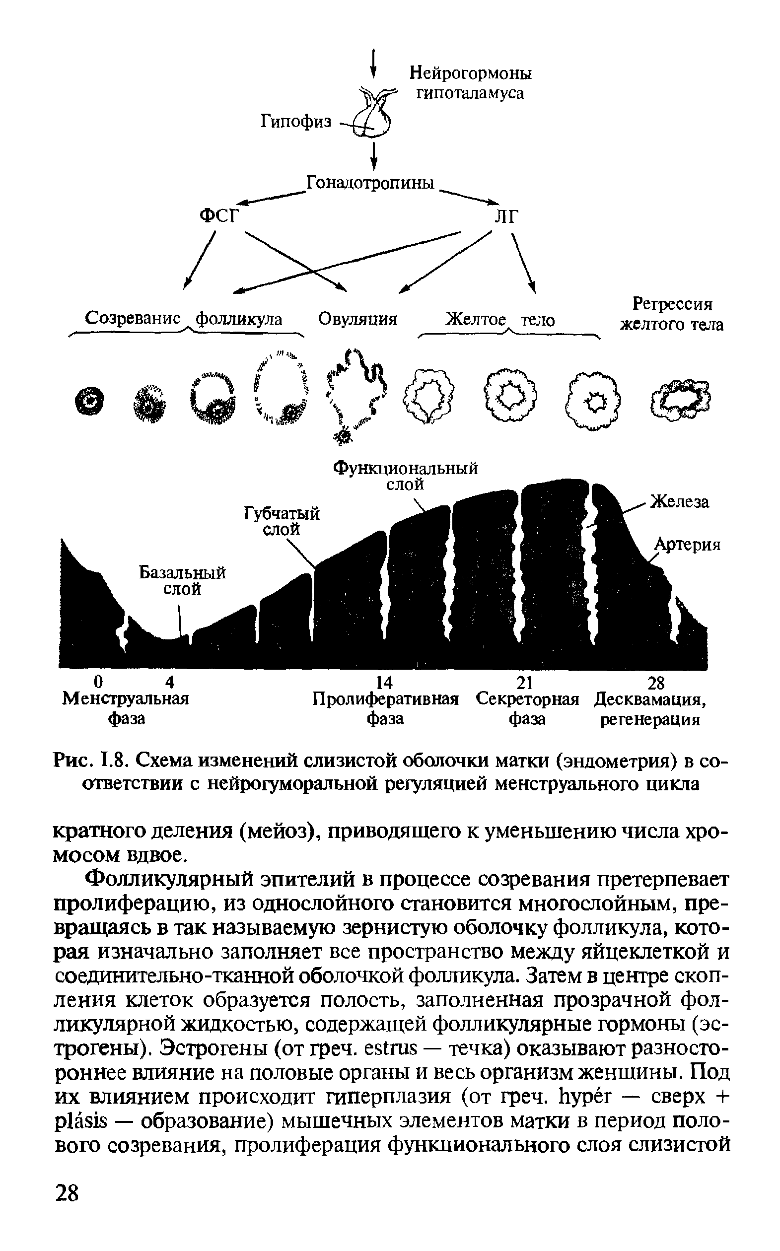 Рис. 1.8. Схема изменений слизистой оболочки матки (эндометрия) в соответствии с нейрогуморальной регуляцией менструального цикла...