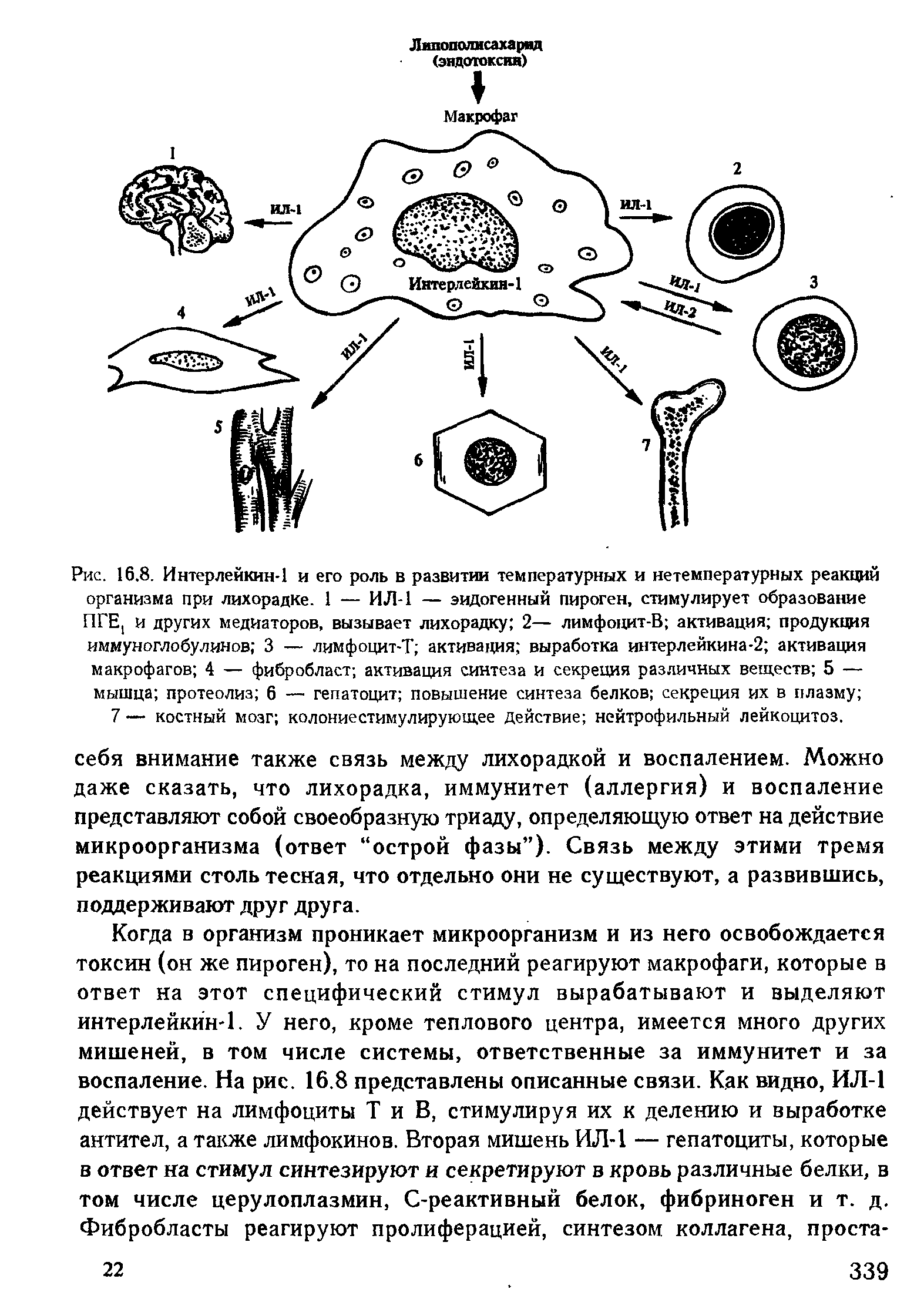 Рис. 16.8, Интерлейкин-1 и его роль в развитии температурных и нетемпературных реакций организма при лихорадке. 1 — ИЛ-1 — эндогенный пироген, стимулирует образование ИГЕ, и других медиаторов, вызывает лихорадку 2— лимфоцит-В активация продукция иммуноглобулинов 3 — лимфоцит-Т активация выработка интерлейкина-2 активация макрофагов 4 — фибробласт активация синтеза и секреция различных веществ 5 — мышца протеолиз 6 — гепатоцит повышение синтеза белков секреция их в плазму ...