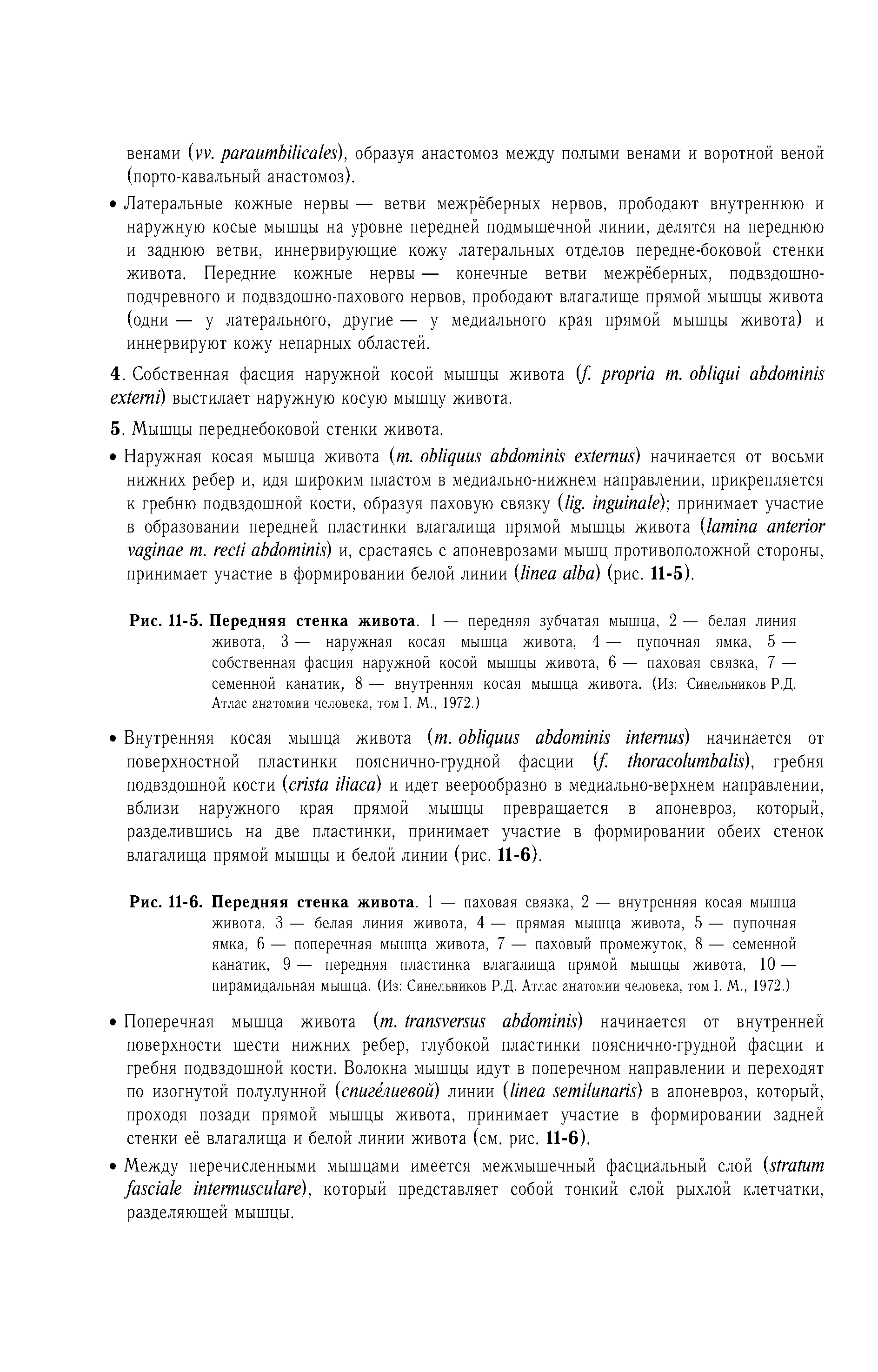 Рис. 11-5. Передняя стенка живота. 1 — передняя зубчатая мышца, 2 — белая линия живота, 3 — наружная косая мышца живота, 4 — пупочная ямка, 5 — собственная фасция наружной косой мышцы живота, 6 — паховая связка, 7 — семенной канатик, 8 — внутренняя косая мышца живота. (Из Синельников Р.Д. Атлас анатомии человека, том I. М., 1972.)...