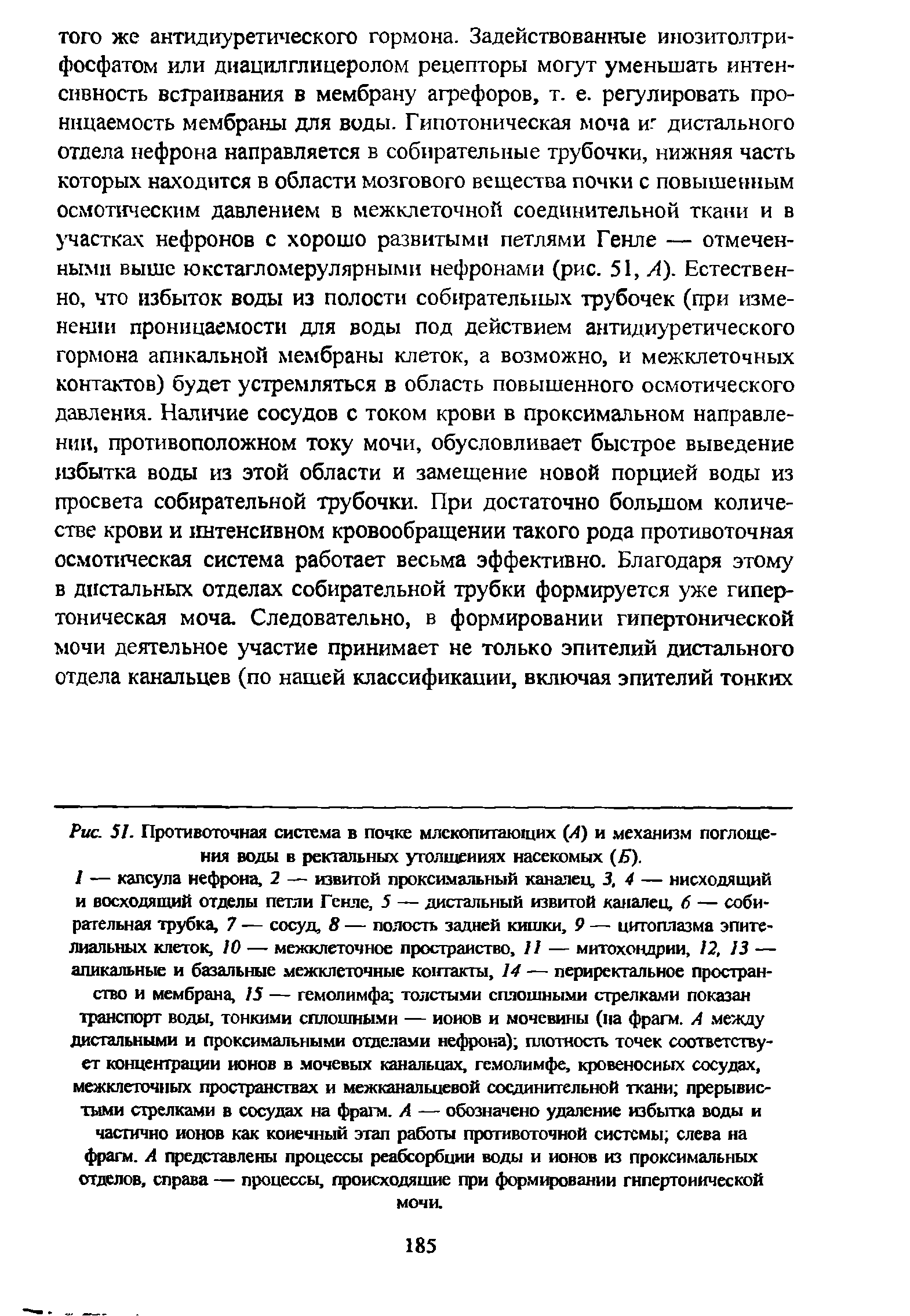 Рис. 51. Противоточная система в почке млекопитающих (А) и механизм поглощения воды в ректальных утолщениях насекомых (Б).