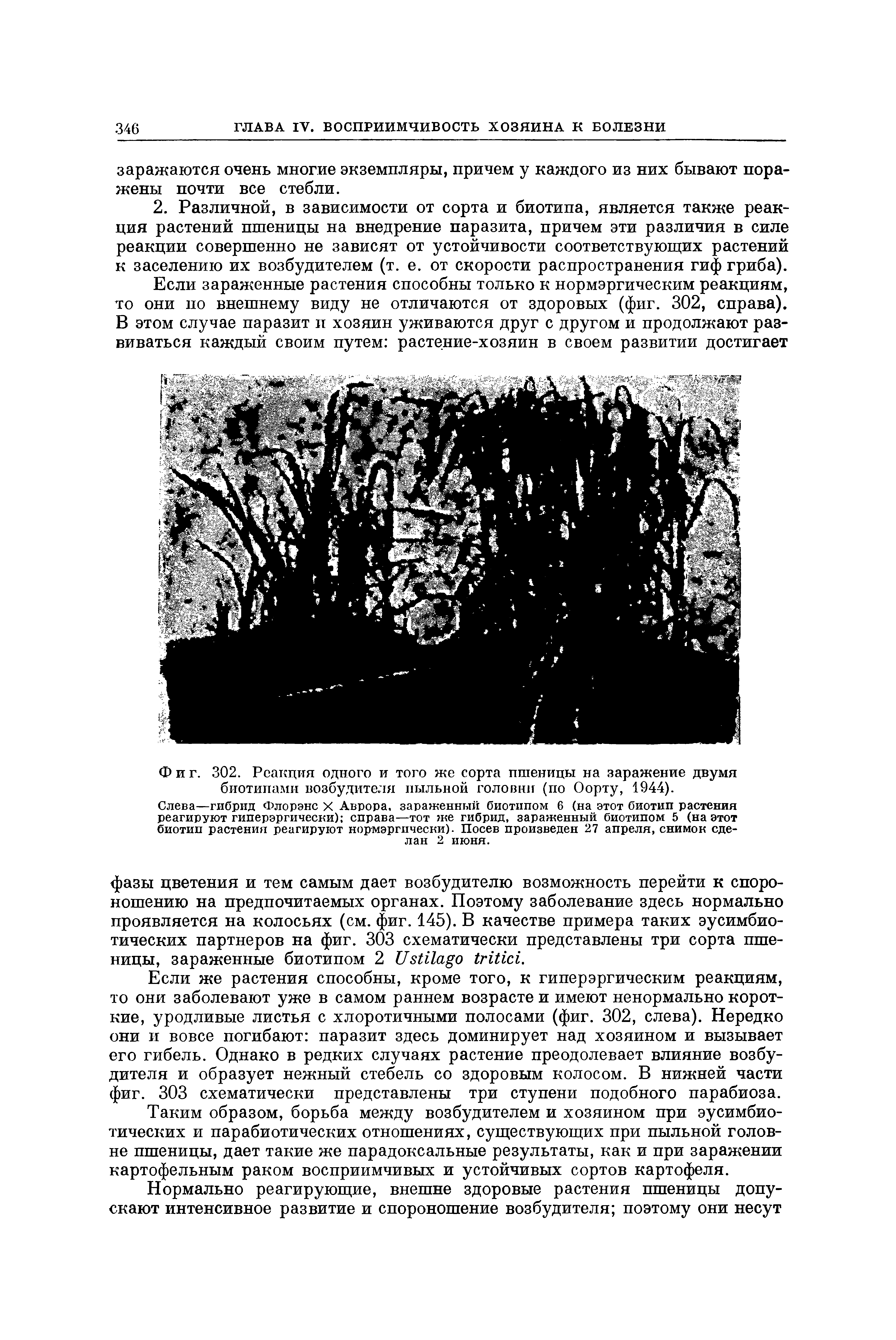 Фиг. 302. Реакция одного и того же сорта пшеницы на заражение двумя биотипами возбудителя пыльной головни (по Оорту, 1944).