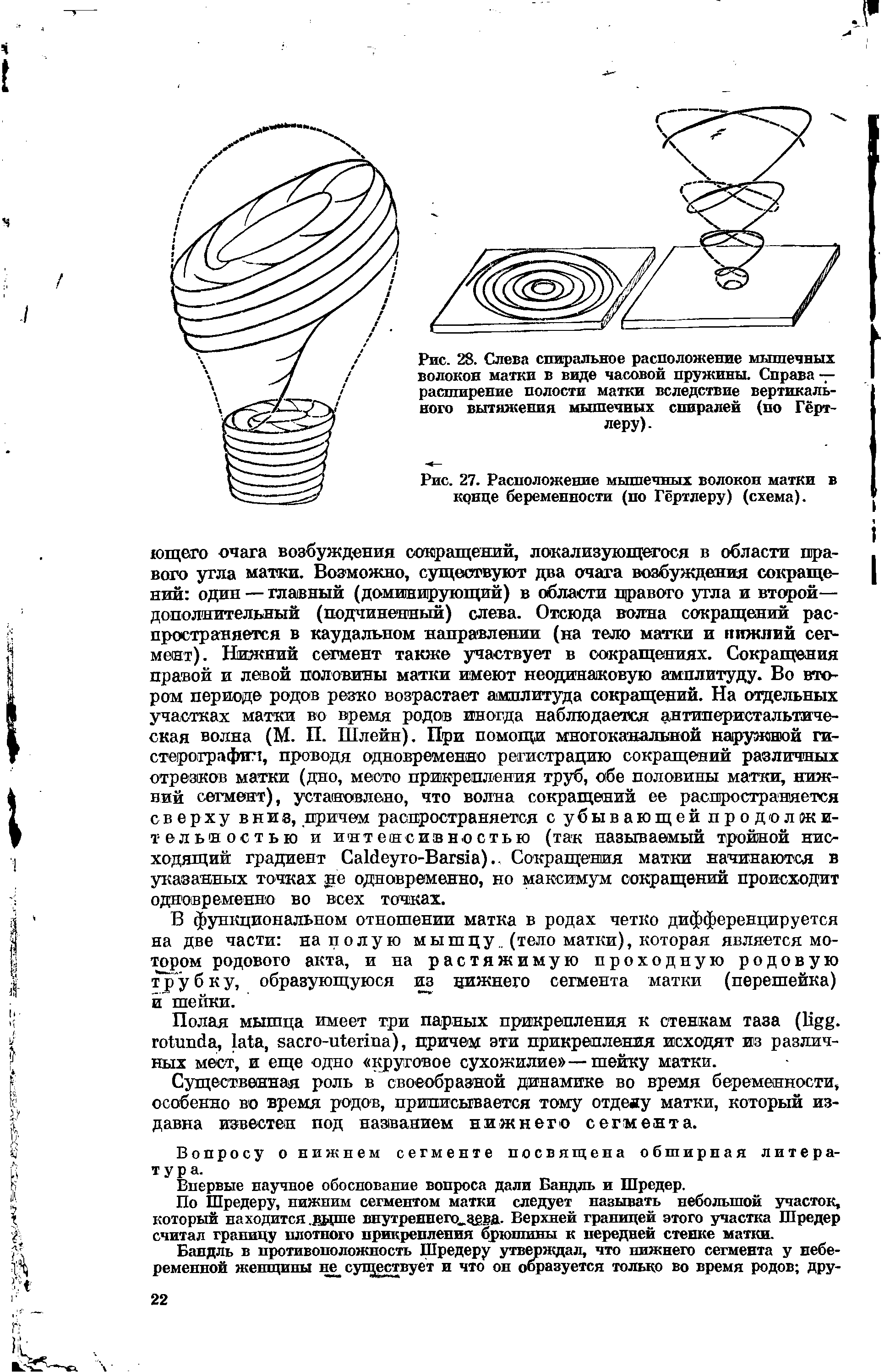 Рис. 28. Слева спиральное расположение мышечных волокон матки в виде часовой пружины. Справа — расширение полости матки вследствие вертикального вытяжения мышечных спиралей (по Гёрт-леру).