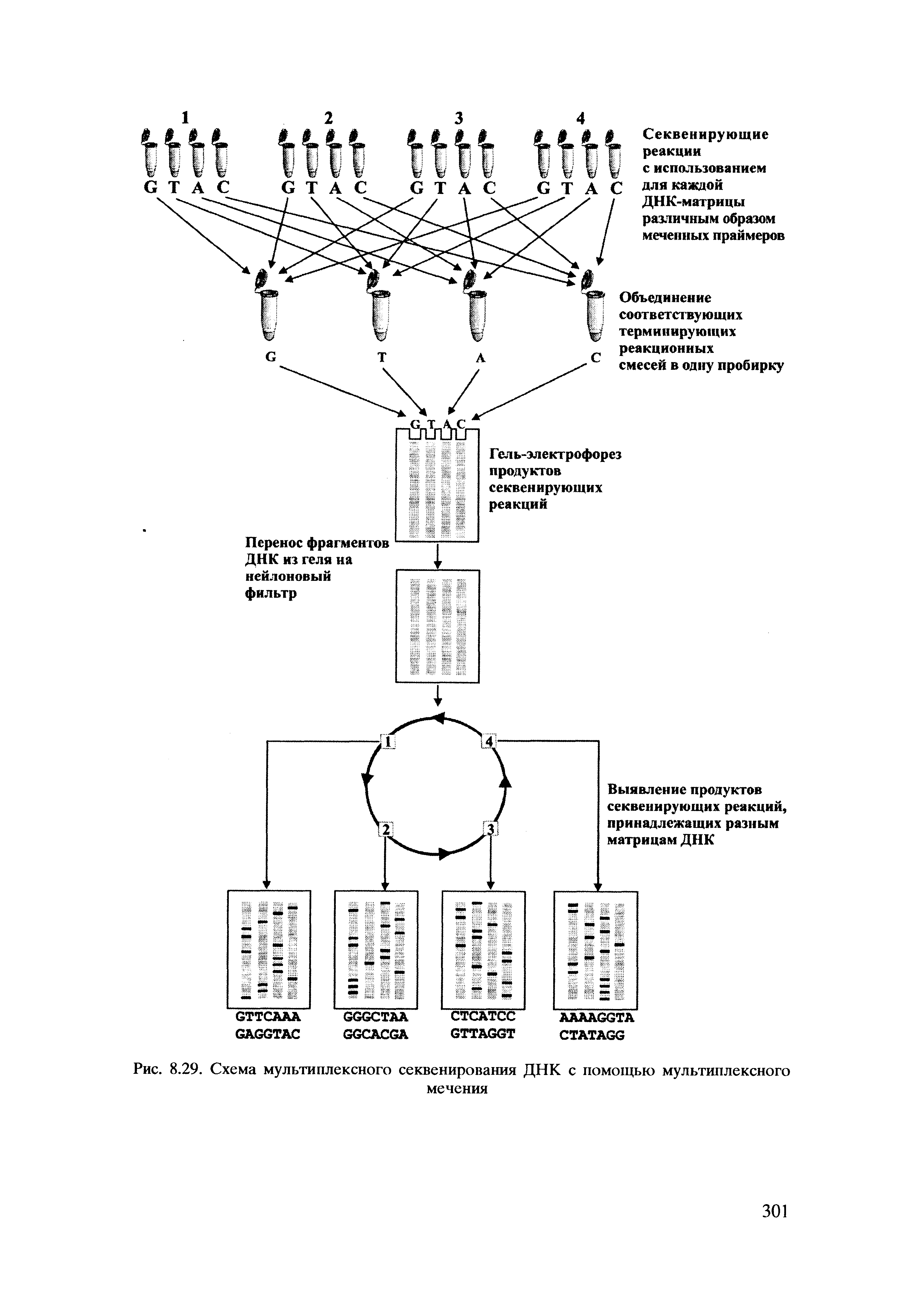 Рис. 8.29. Схема мультиплексного секвенирования ДНК с помощью мультиплексного мечения...