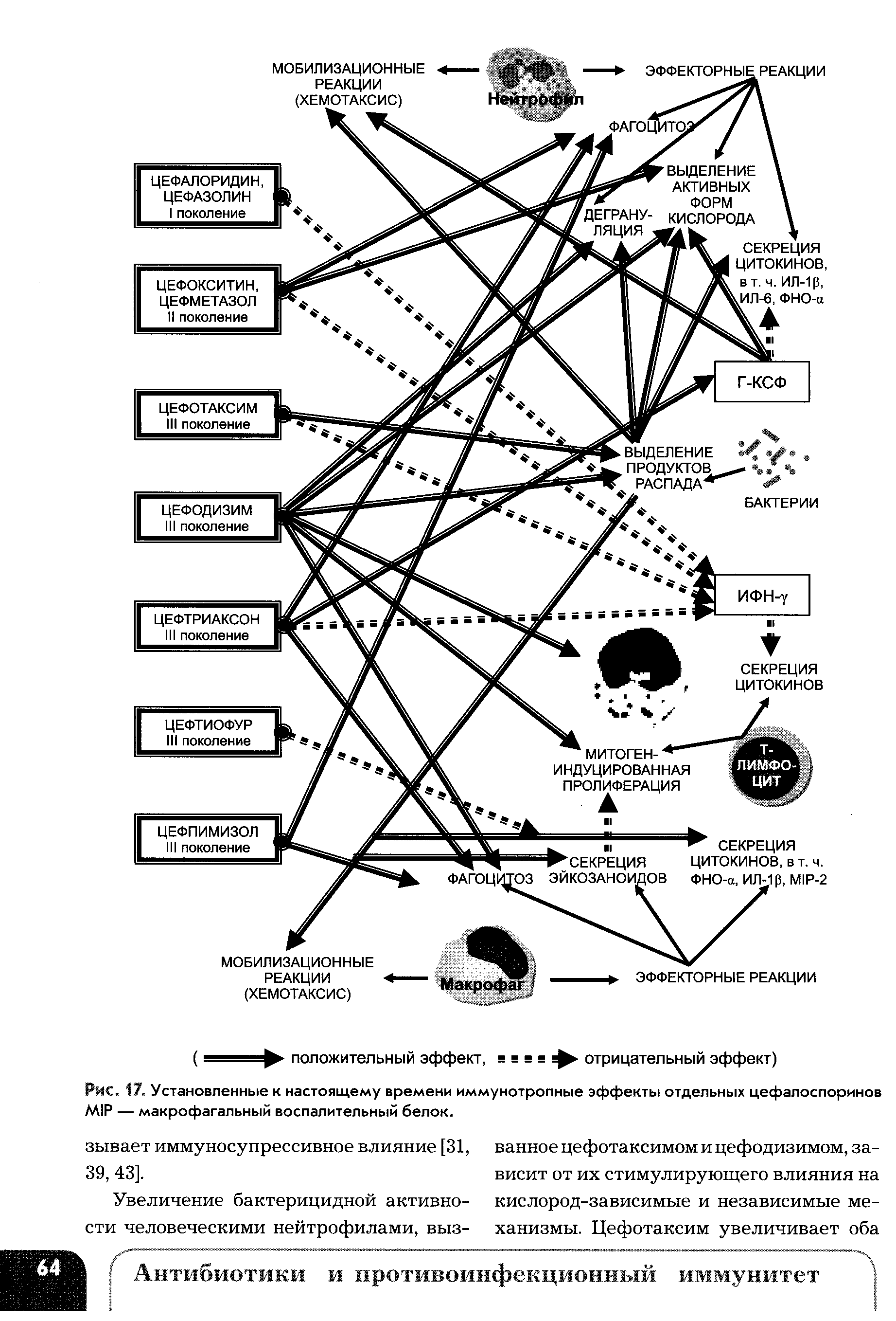 Рис. 17. Установленные к настоящему времени иммунотропные эффекты отдельных цефалоспоринов М1Р — макрофагальный воспалительный белок.