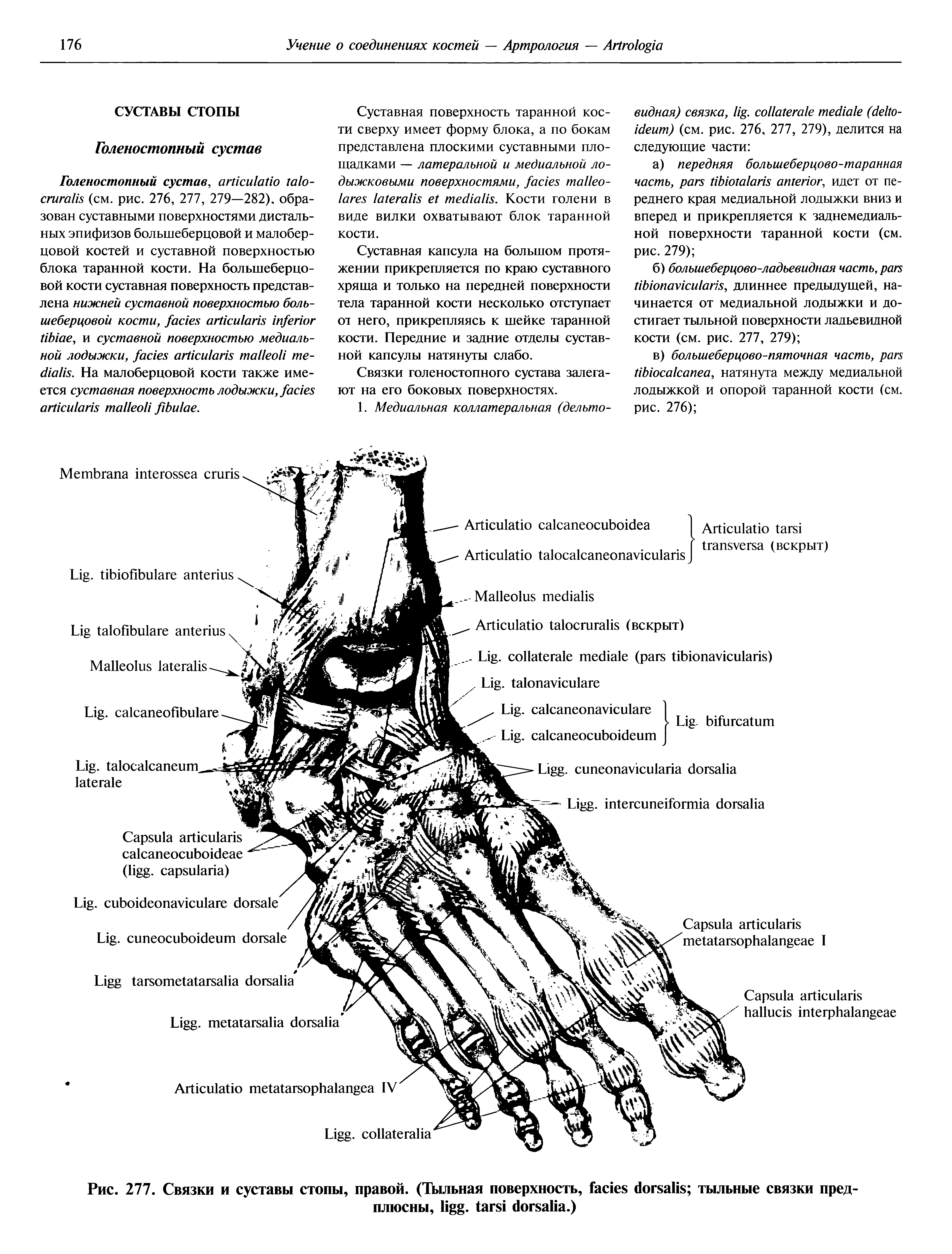 Рис. 277. Связки и суставы стопы, правой. (Тыльная поверхность, тыльные связки предплюсны, . .)...