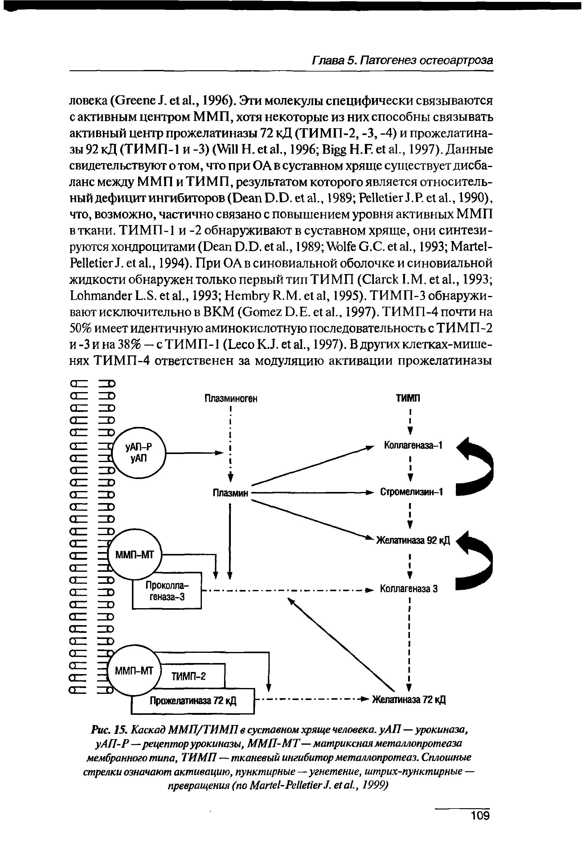 Рис. 15. Каскад ММП/ТИМП в суставном хряще человека, у АП—урокиназа, уАП-Р— рецептор урокиназы, ММП-МТ— матриксная металлопротеаза мембранного типа, ТИМП— тканевый ингибитор металлопротеаз. Сплошные стрелки означают активацию, пунктирные—угнетение, штрих-пунктирные — превращения (по M -P J. ., 1999)...