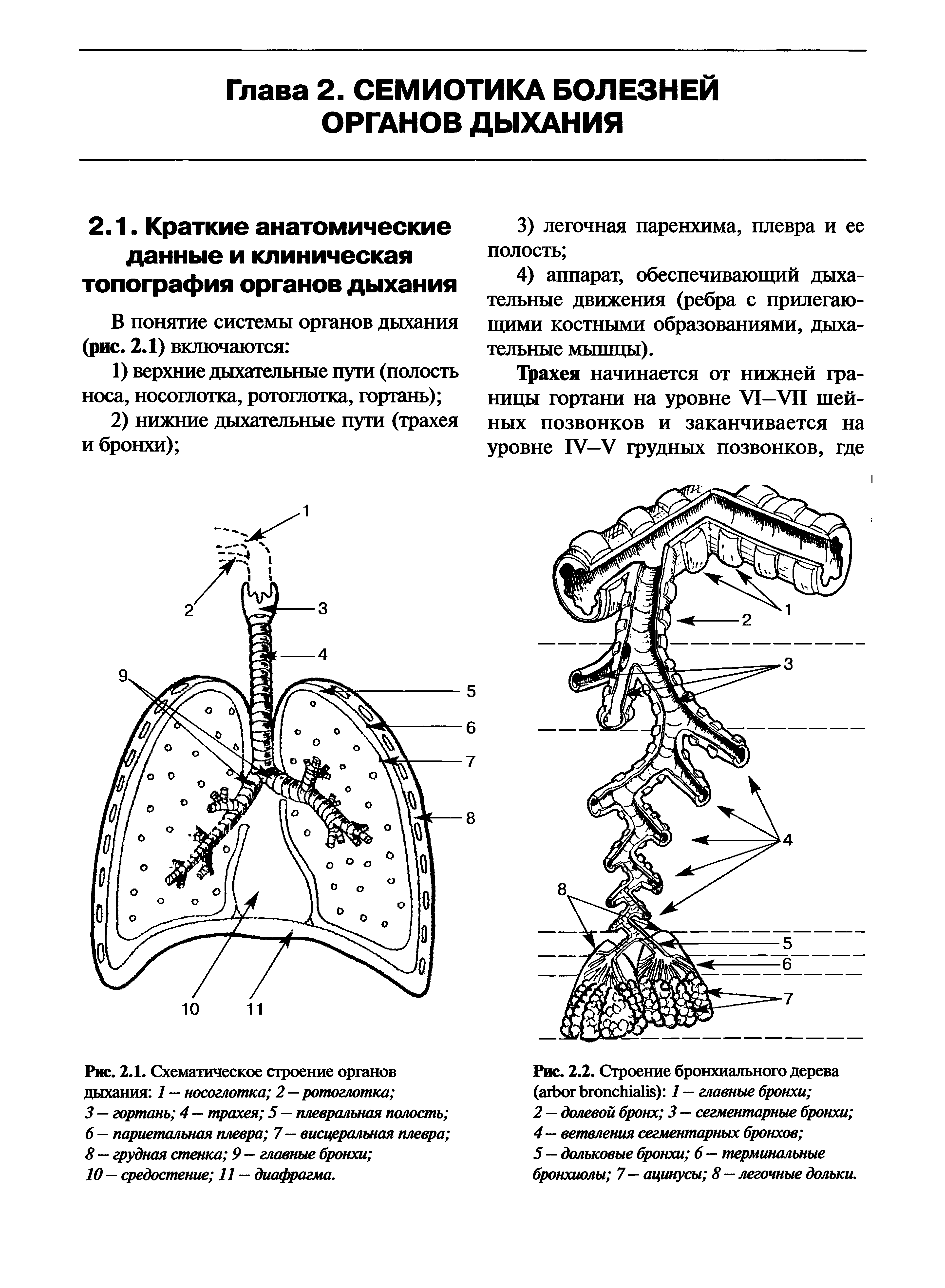 Рис. 2.1. Схематическое строение органов дыхания 1 — носоглотка 2—ротоглотка ...