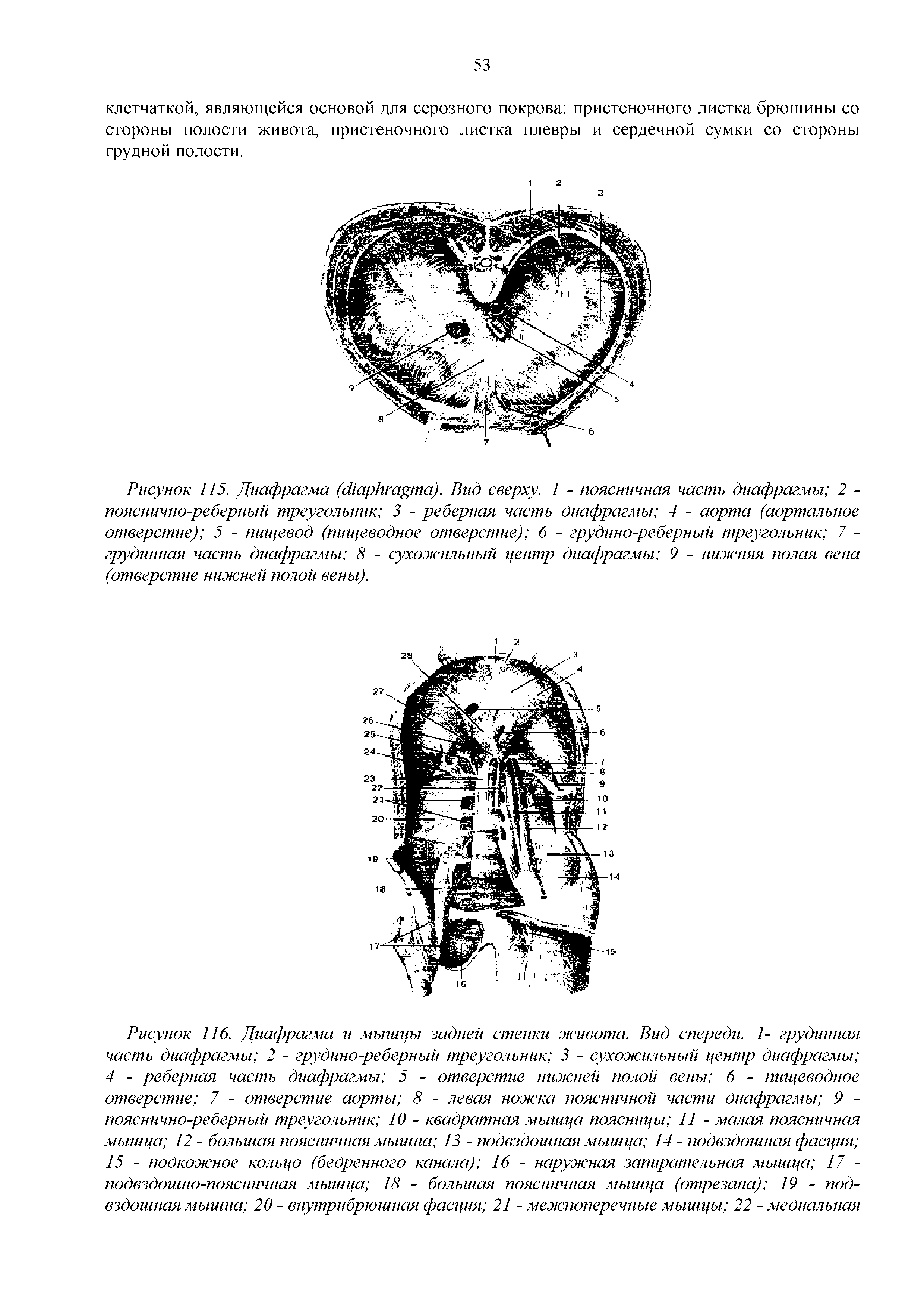 Рисунок 115. Диафрагма ( ). Вид сверху. 1 - поясничная часть диафрагмы 2 -пояснично-реберный треугольник 3 - реберная часть диафрагмы 4 - аорта (аортальное отверстие) 5 - пищевод (пищеводное отверстие) 6 - грудино-реберный треугольник 7 -грудинная часть диафрагмы 8 - сухожильный центр диафрагмы 9 - нижняя полая вена (отверстие нижней полой вены).