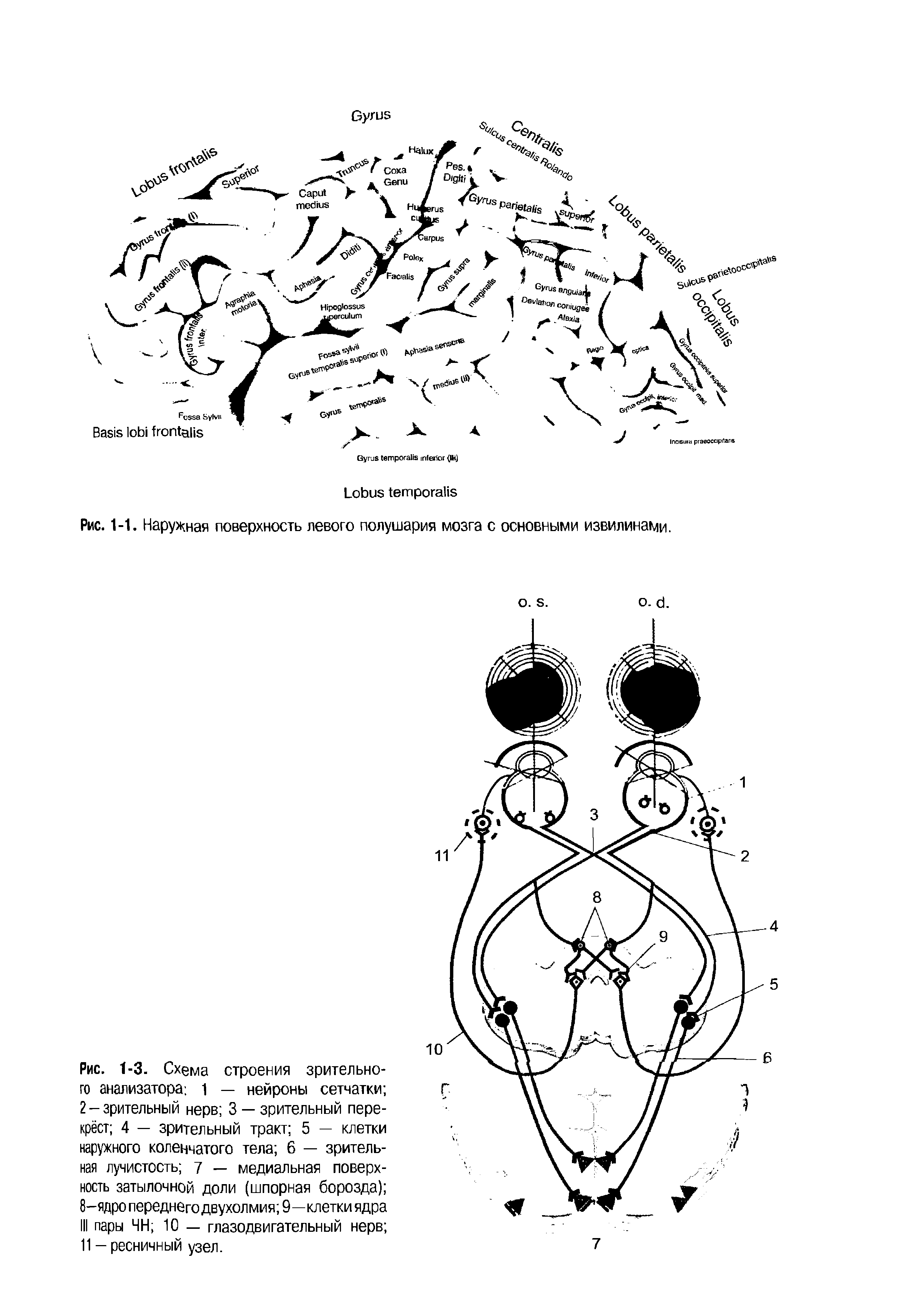 Рис. 1-3. Схема строения зрительного анализатора 1 — нейроны сетчатки 2-зрительный нерв 3 —зрительный перекрёст 4 — зрительный тракт 5 — клетки наружного коленчатого тела 6 — зрительная лучистость 7 — медиальная поверхность затылочной доли (шпорная борозда) 8-ядро переднего двухолмия 9—клетки ядра III пары ЧН 10 — глазодвигательный нерв 11 - ресничный узел.