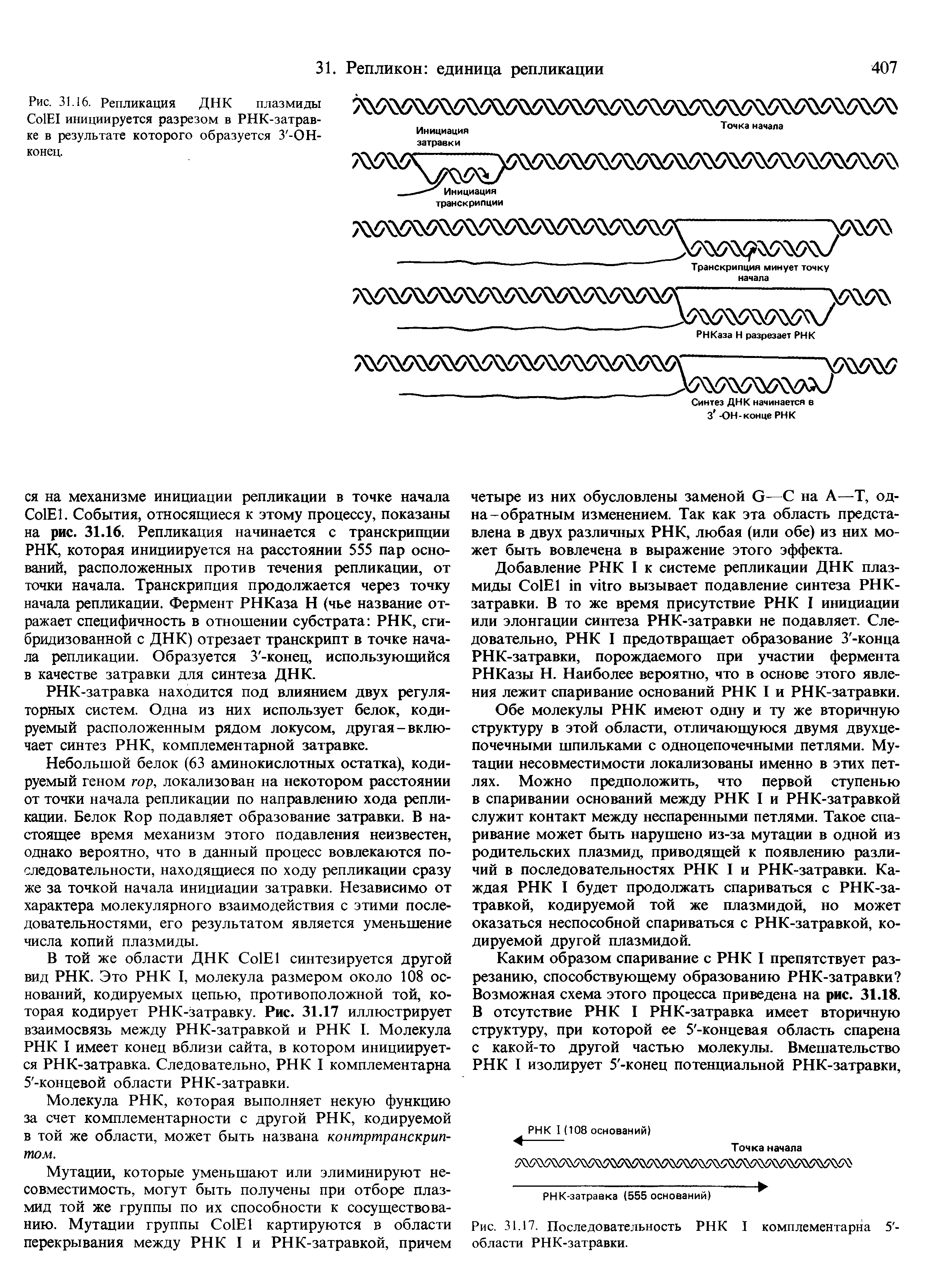 Рис. 31.16. Репликация ДНК плазмиды Со1Е1 инициируется разрезом в РНК-затравке в результате которого образуется З -ОН-конец. Инициация Точка начала -- - Инициация транскрипции Транскрипция минует точку РНКаза Н разрезает РНК...