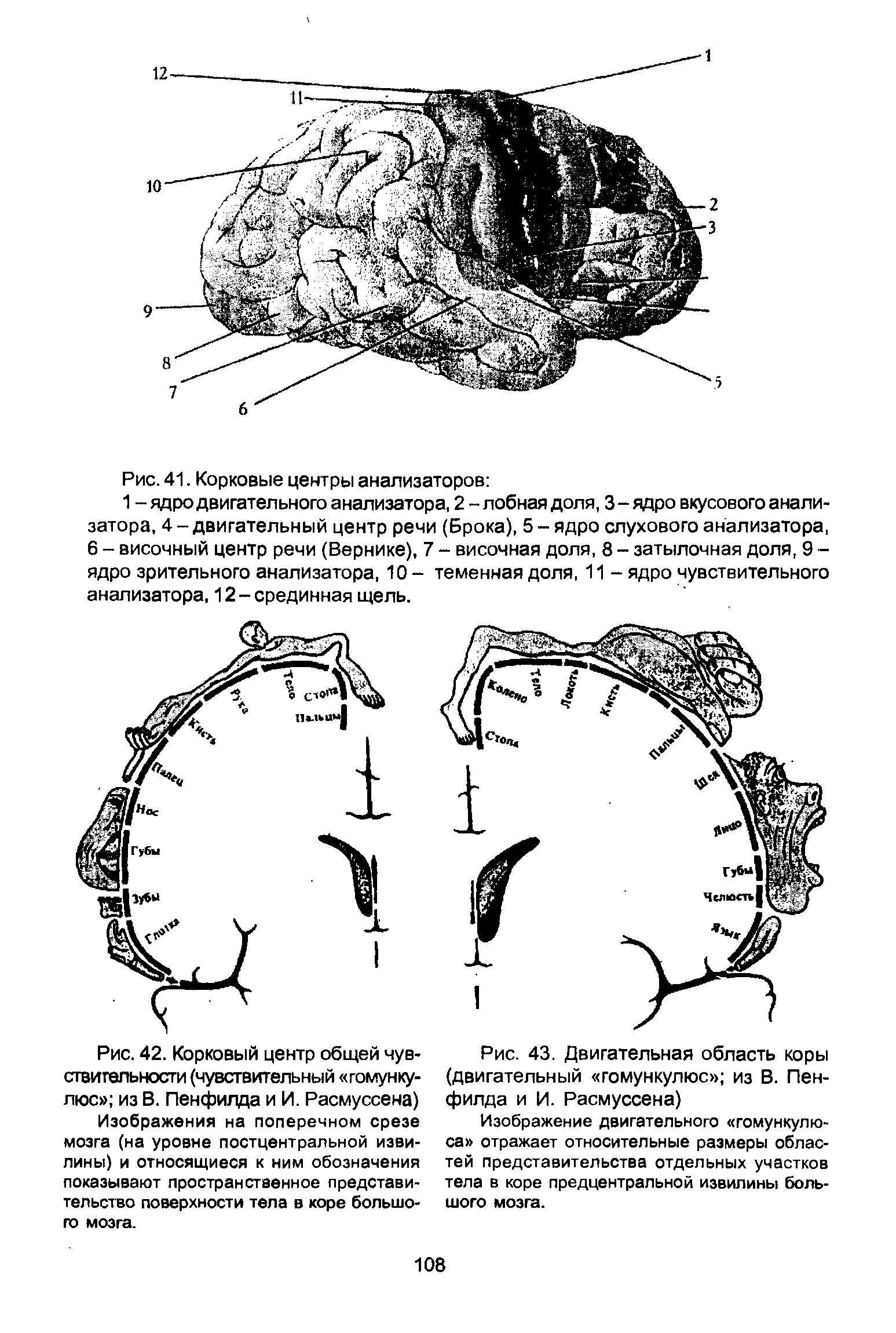 Рис. 42. Корковый центр общей чувствительности (чувствительный гомунку-люс из В. Пенфидца и И. Расмуссена)...