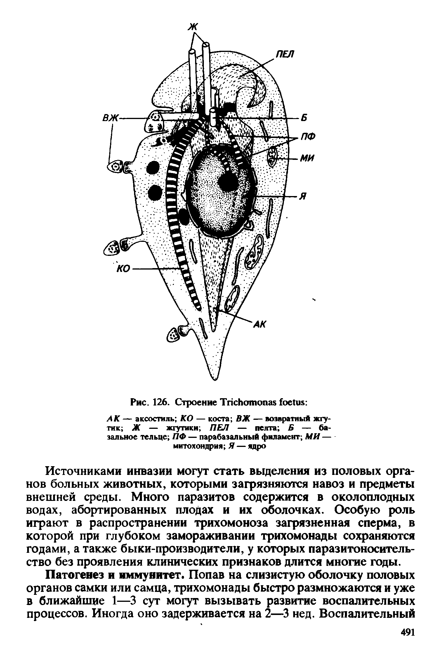 Рис. 126. Строение T AK — аксостиль КО — коста ВЖ — возвратный жгутик Ж — жгутики ПЕЛ — пелта Б — базальное тельце ПФ — парабаэальный филамент МИ — митохондрия Я — ядро...